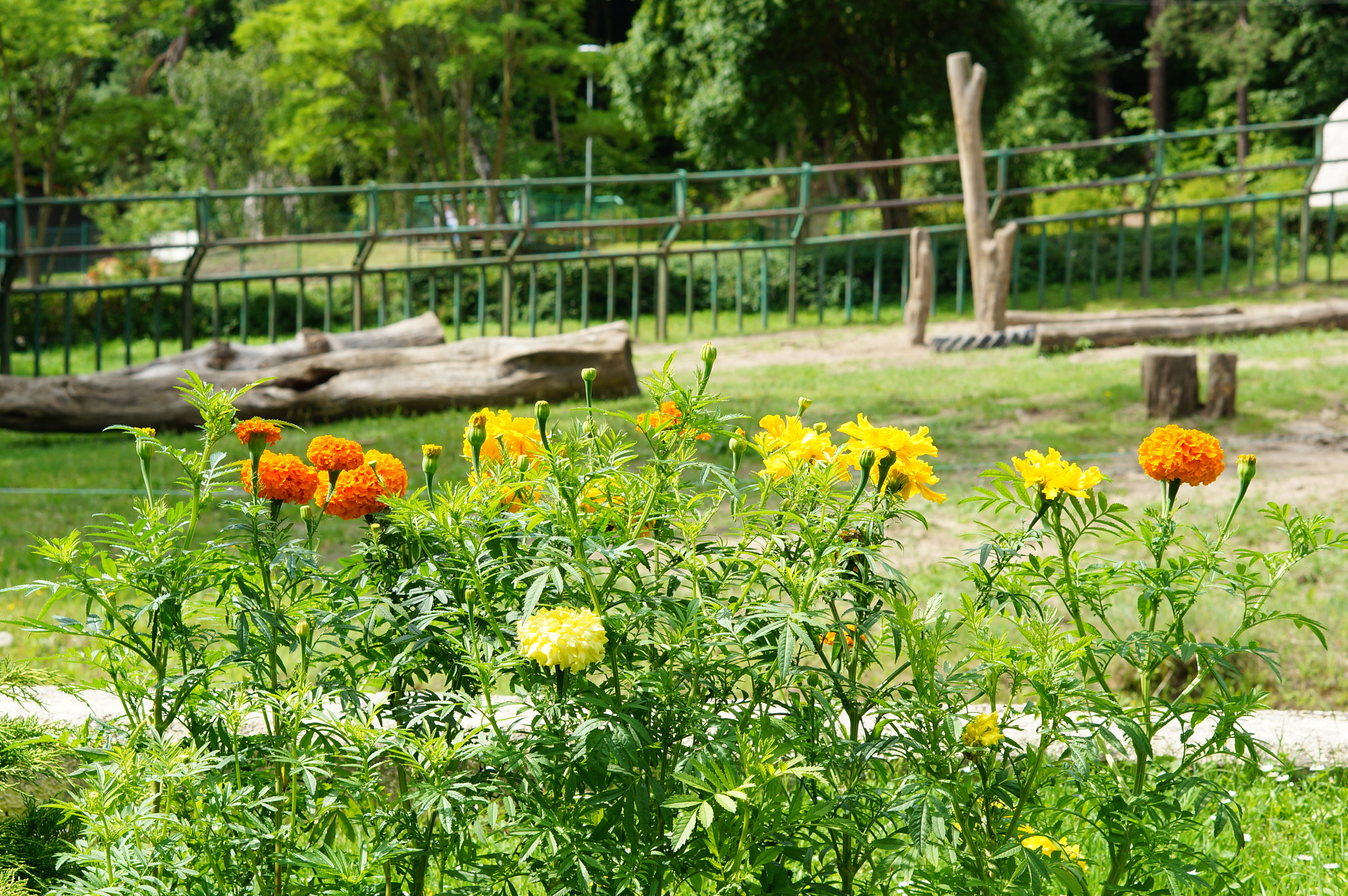 Sony Alpha NEX-6 + Sony E 50mm F1.8 OSS sample photo. Tagetes flowers photography