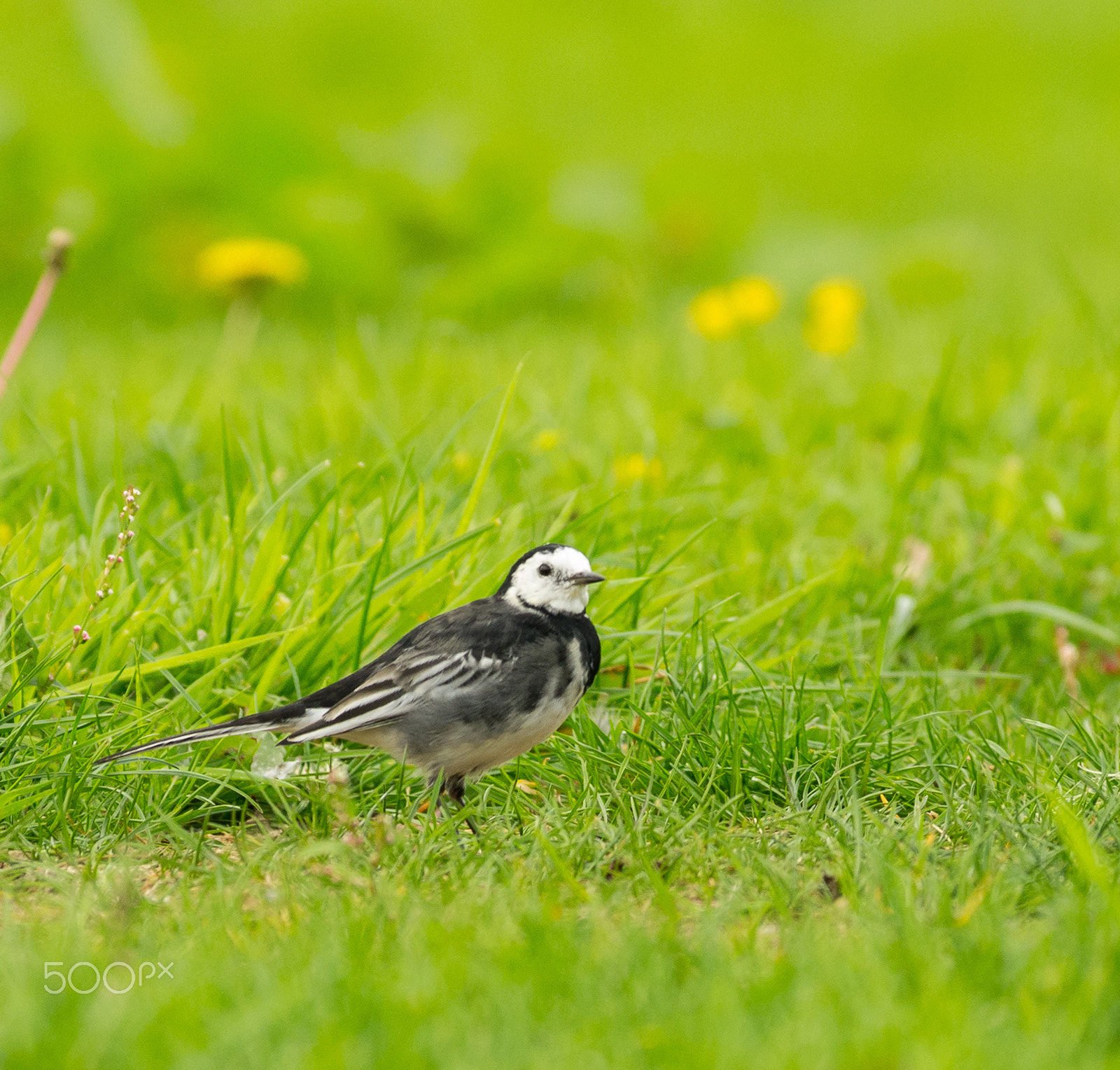 Pentax smc DA* 300mm F4.0 ED (IF) SDM sample photo. Wagtail photography