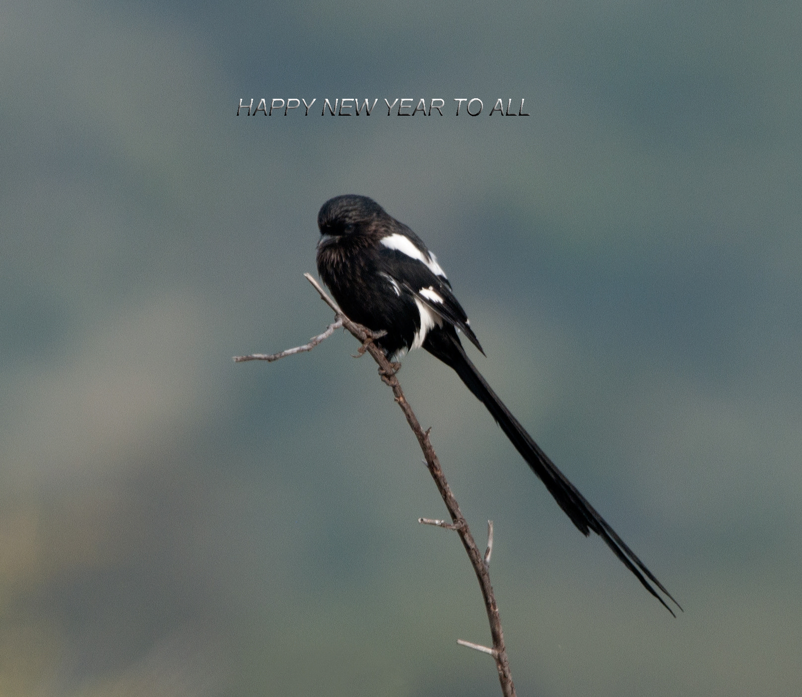 Nikon AF-S Nikkor 400mm F2.8G ED VR II sample photo. Happy new year photography