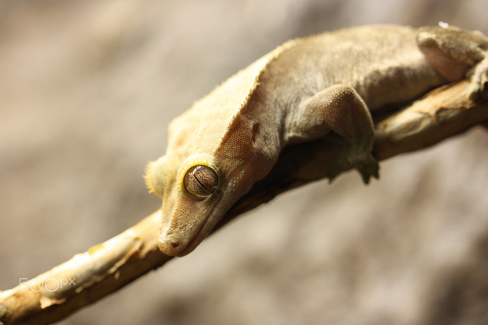 Canon EOS 450D (EOS Rebel XSi / EOS Kiss X2) sample photo. Gecko photography