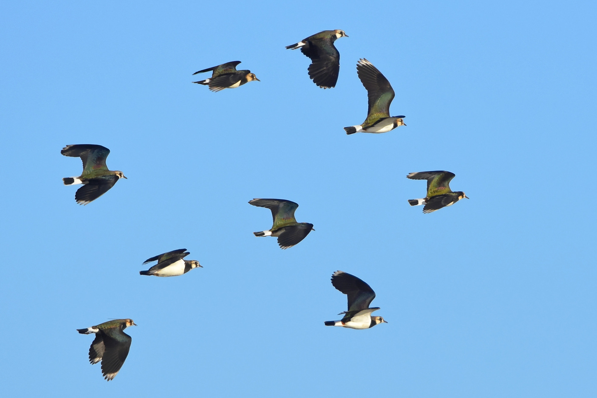 Nikon D7200 + Sigma 500mm F4.5 EX DG HSM sample photo. On the 'wing photography
