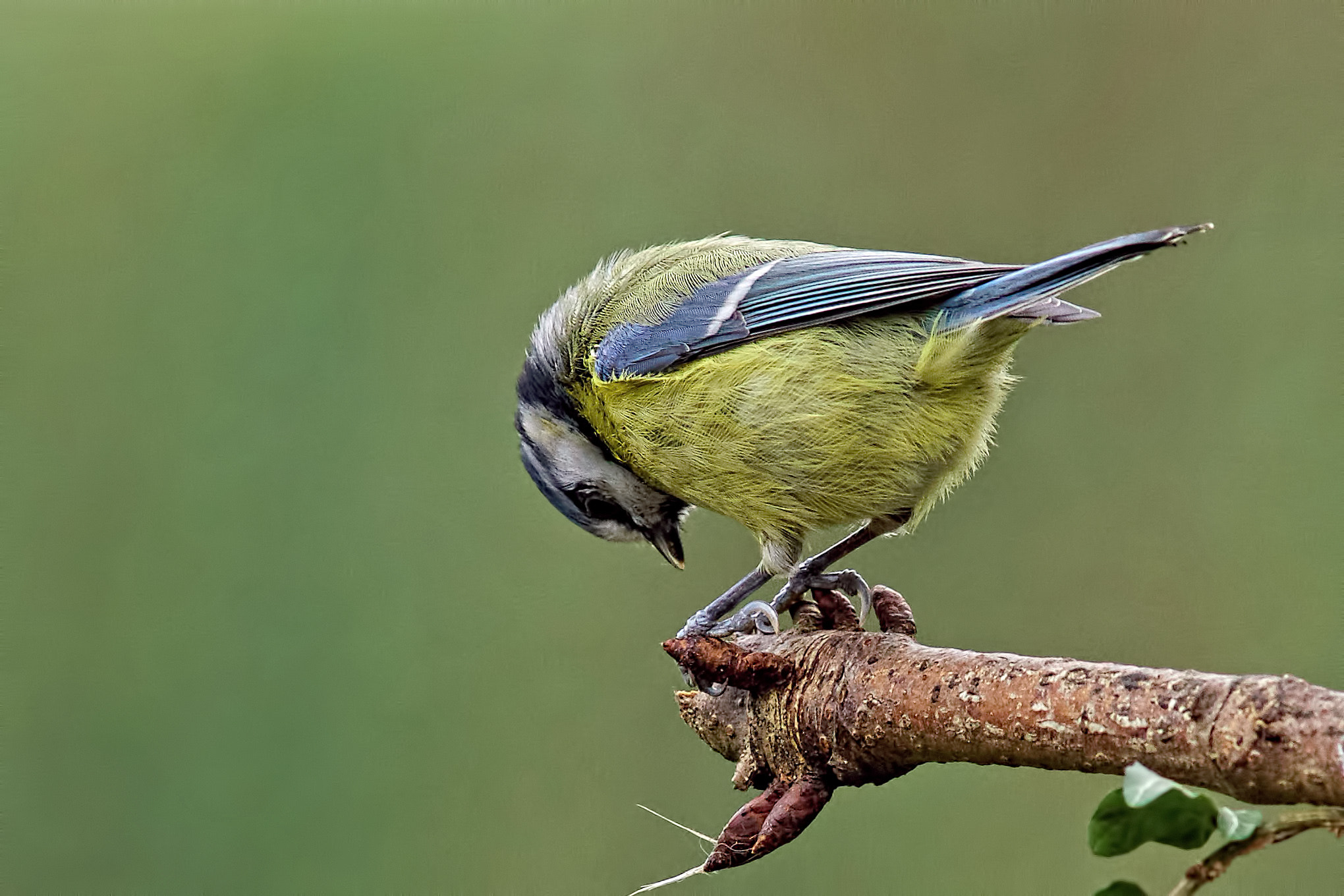 Sony a99 II + Minolta AF 300mm F2.8 HS-APO G sample photo. Shamed photography