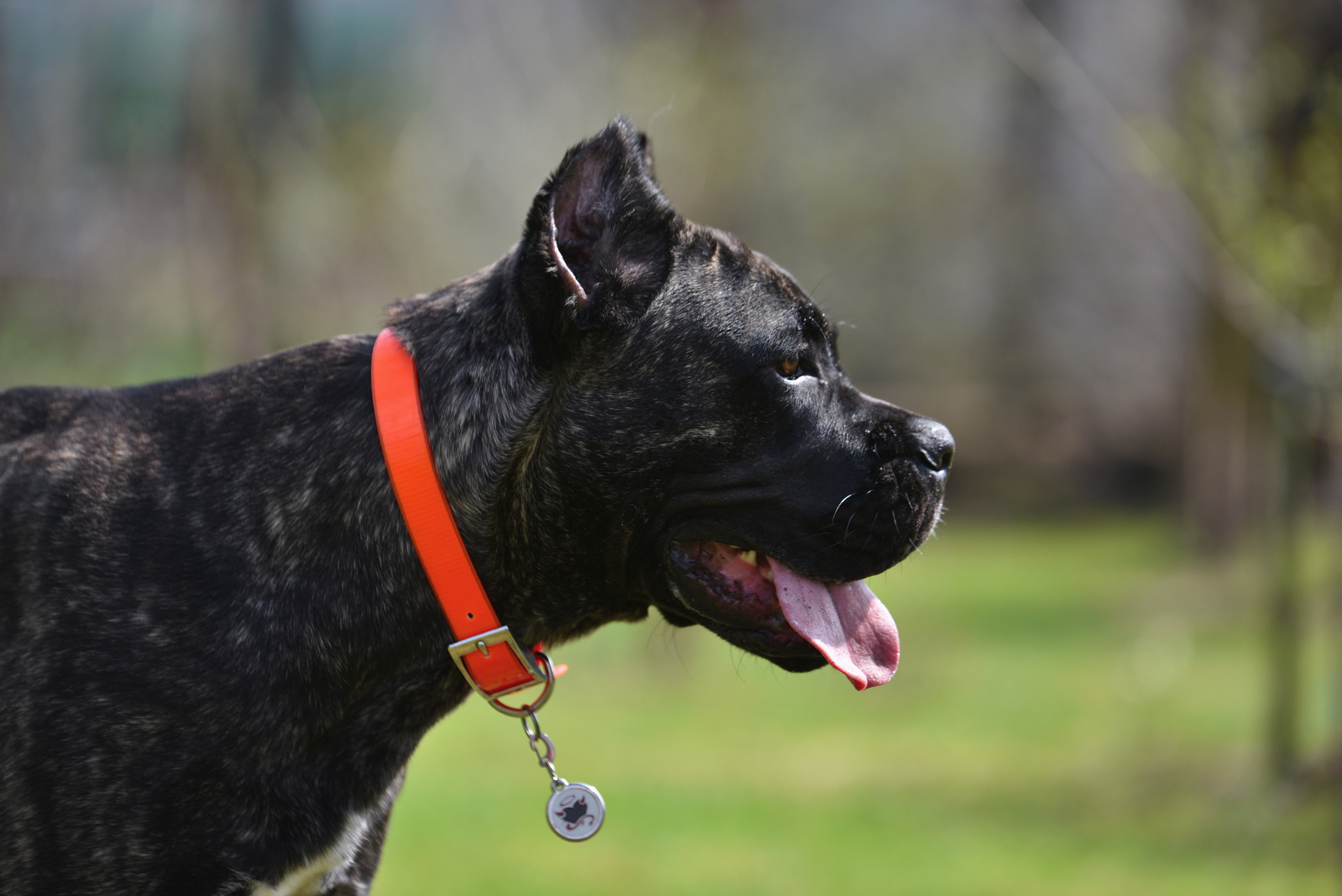 Tamron SP 70-200mm F2.8 Di VC USD sample photo. Chara. cane corso.  photography
