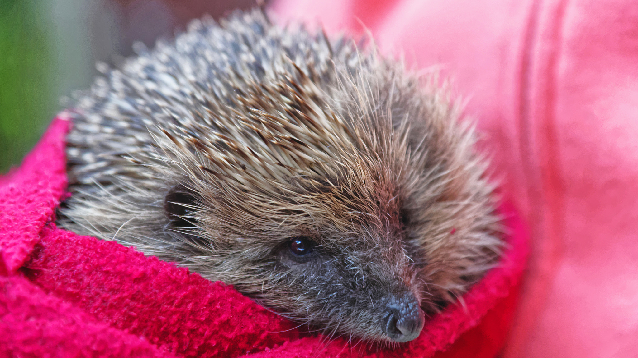 Nikon D4S sample photo. Hedgehog photography