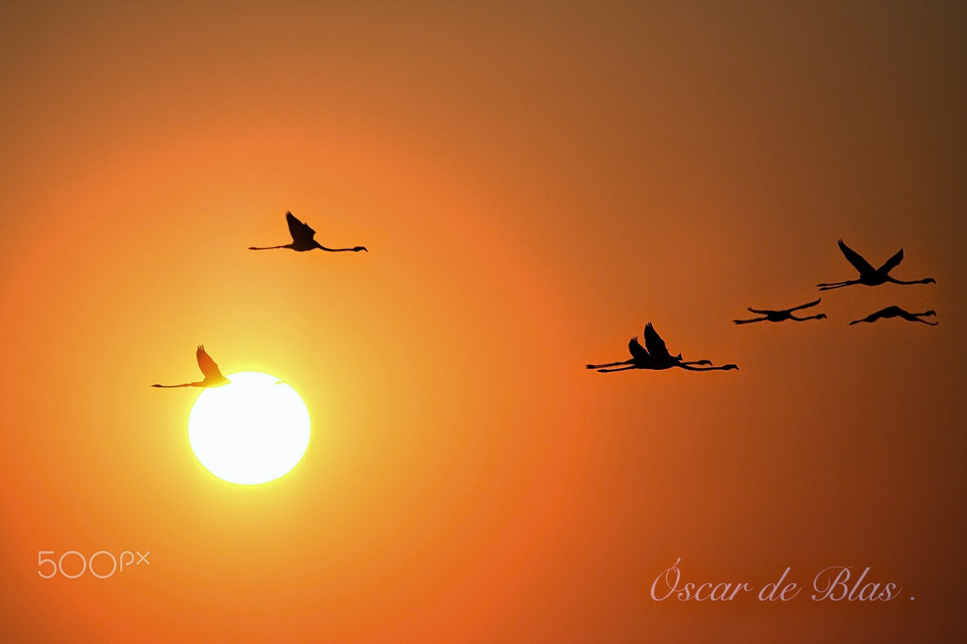 Sigma 120-300mm F2.8 EX DG HSM sample photo. Firebirds photography