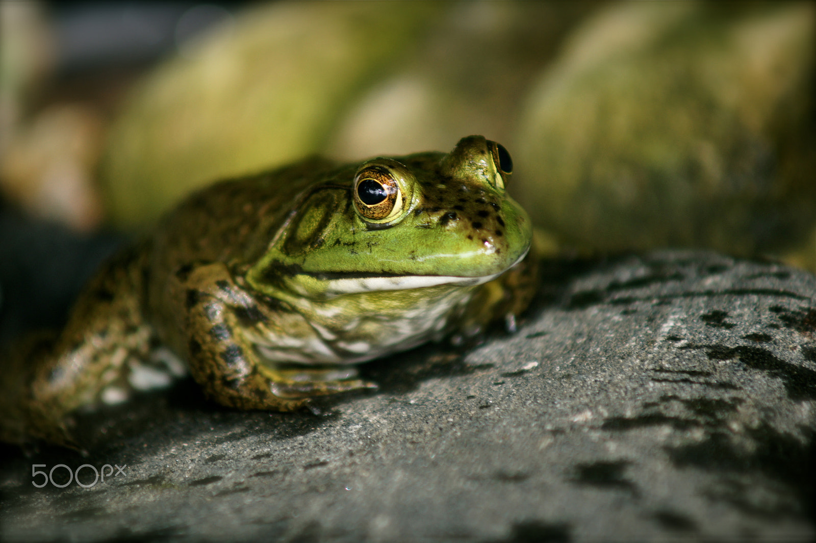 Sony SLT-A33 + Minolta AF 70-210mm F4 Macro sample photo. Bullfrog photography