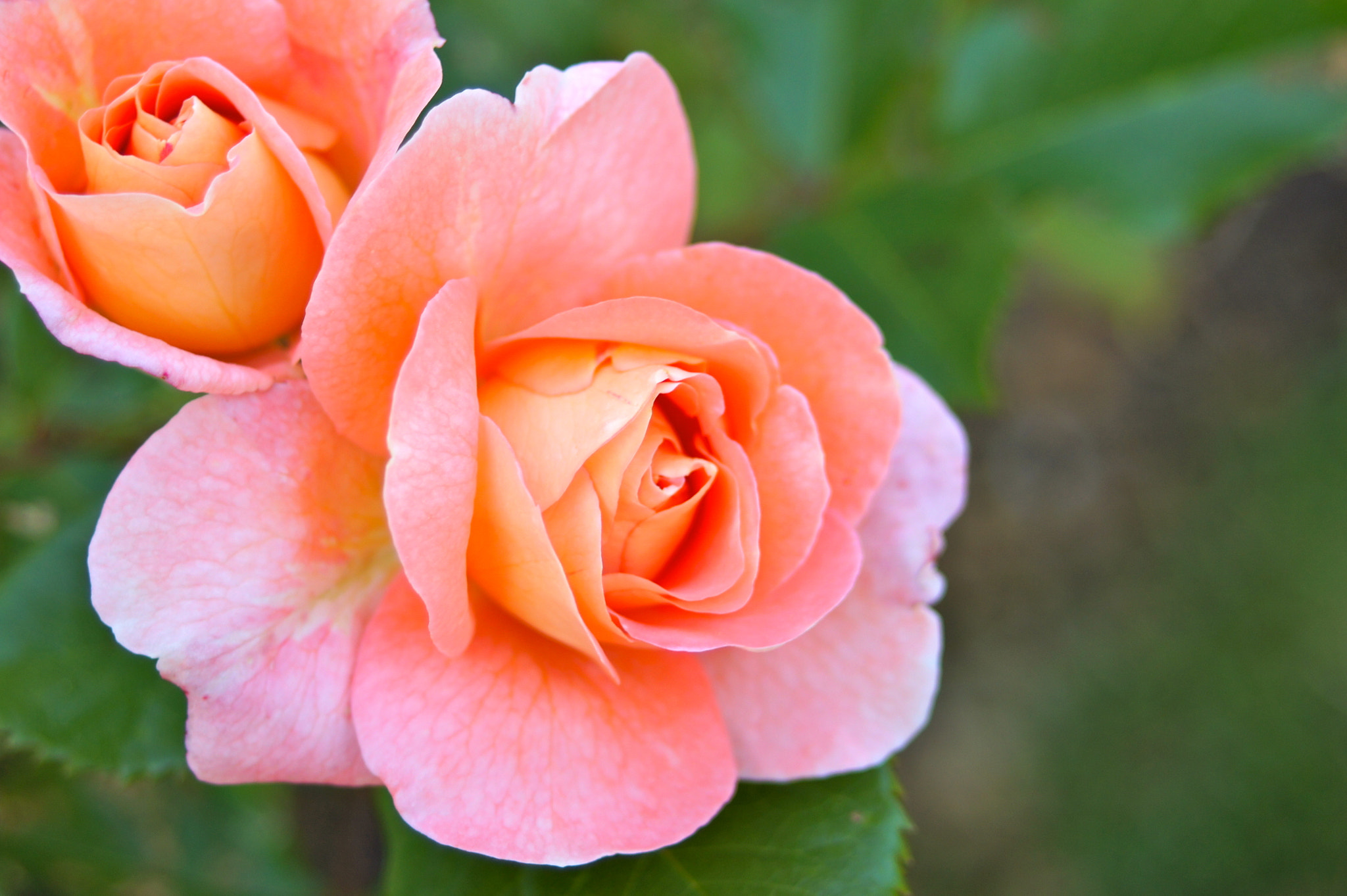 Sony SLT-A33 + 35-70mm F4 sample photo. Coral roses photography