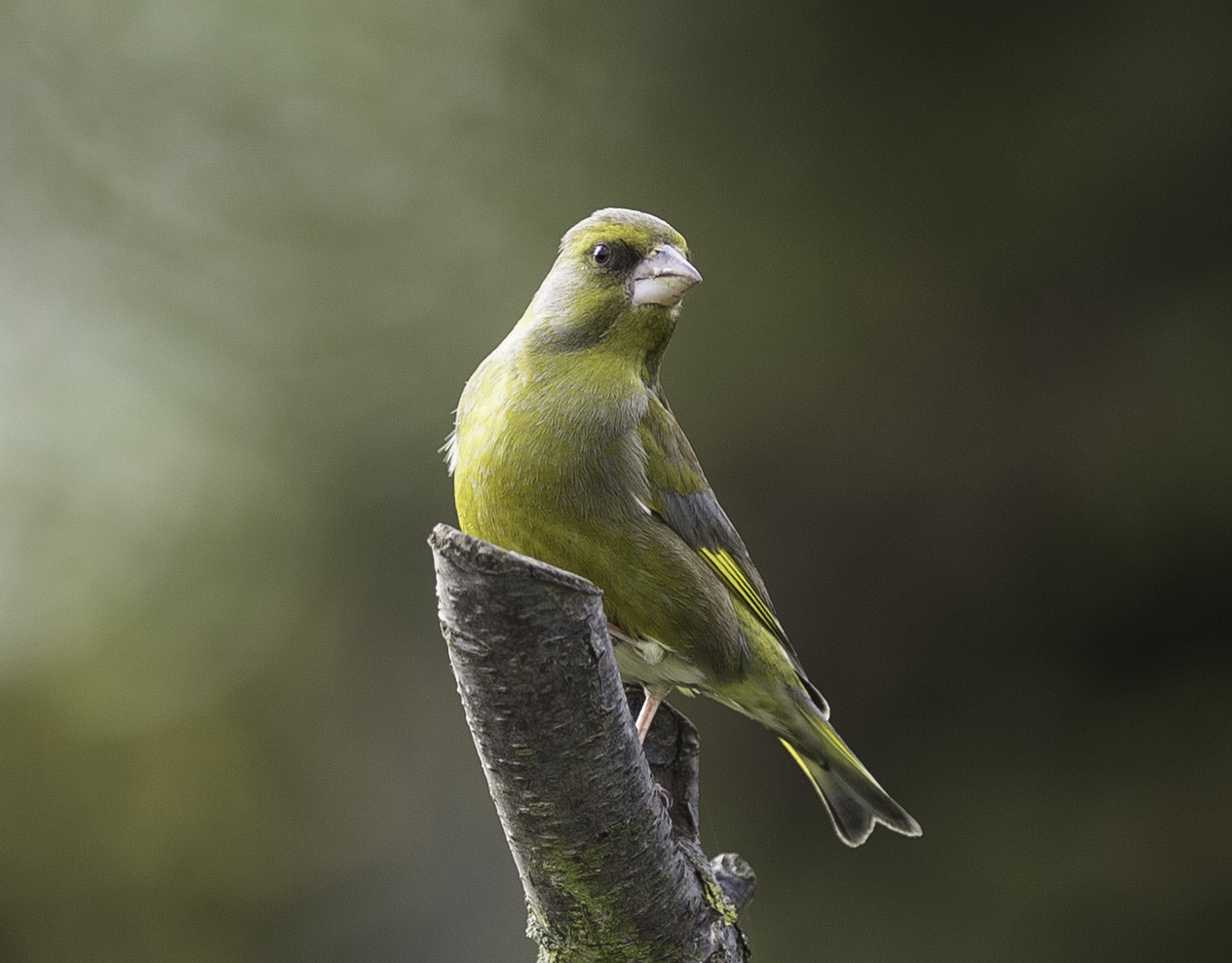 Nikon AF-S Nikkor 300mm F2.8G ED-IF VR sample photo. Greenfinch photography