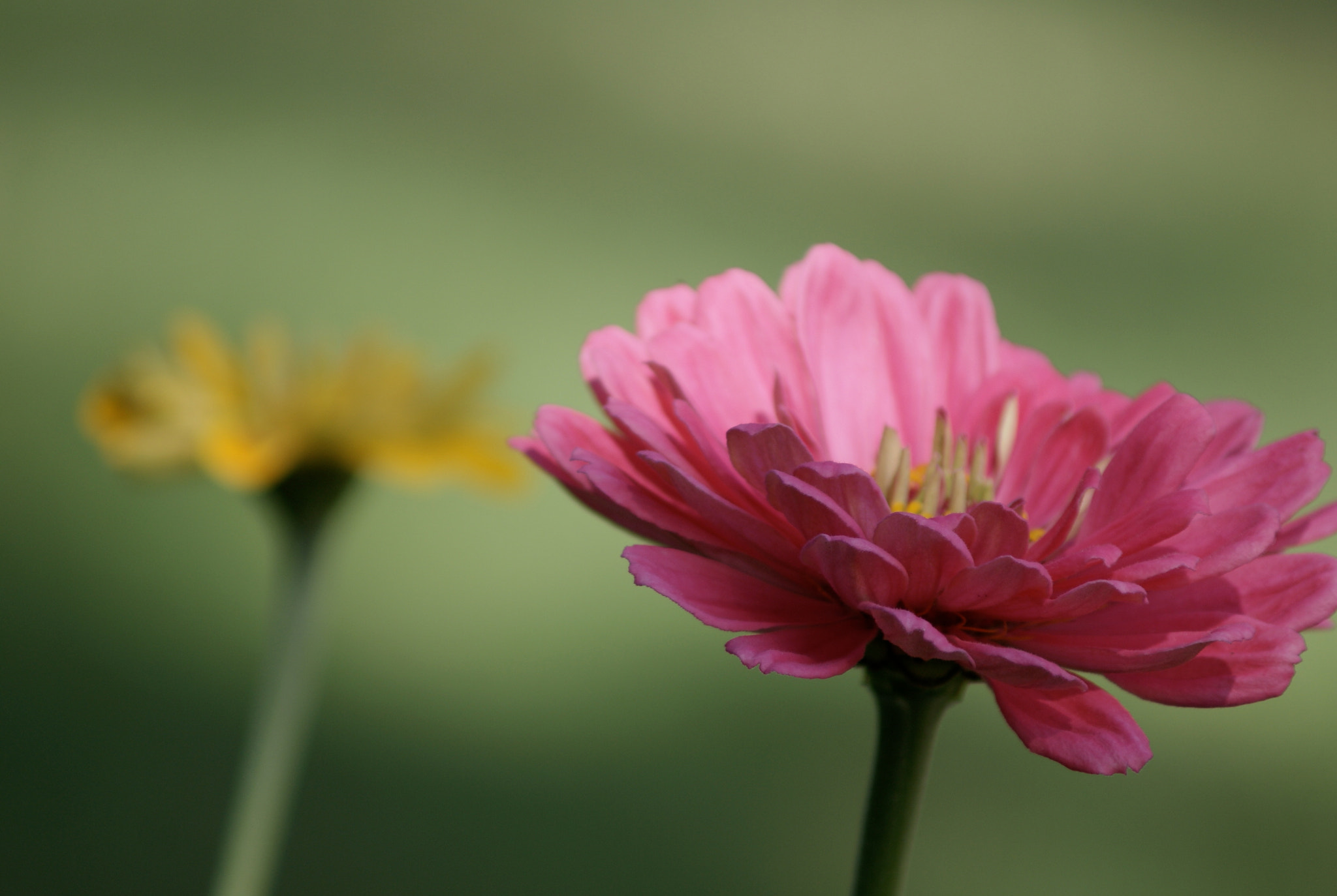 Minolta AF 70-210mm F4 Macro sample photo. Bokeh of flowers photography