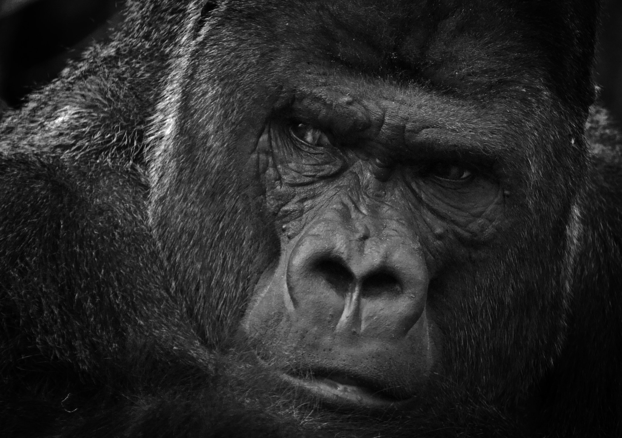 Sony 70-300mm F4.5-5.6 G SSM sample photo. Gorilla silverback photography