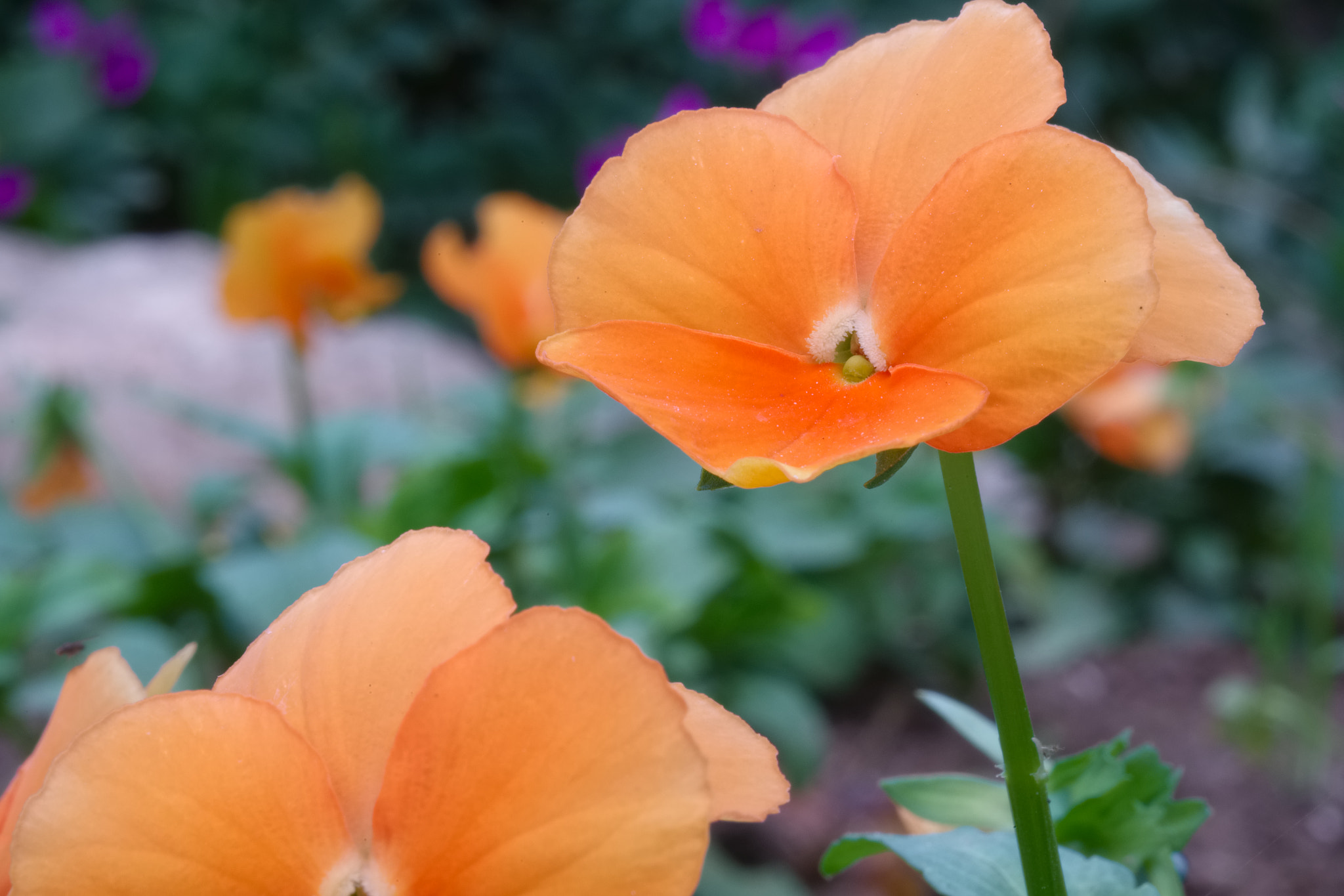 Fujifilm X-M1 + Fujifilm XF 60mm F2.4 R Macro sample photo. Flores vestidas de gala photography