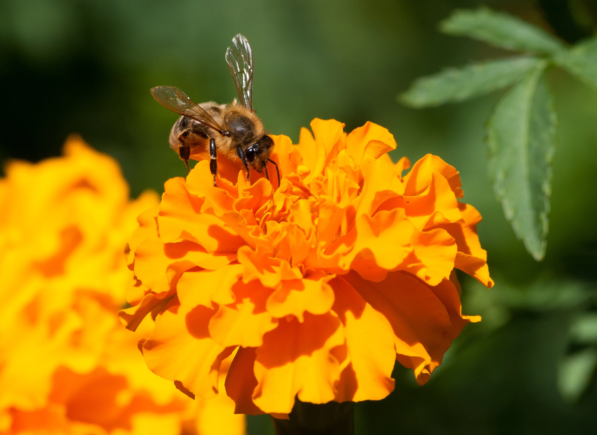 Sigma 70-300mm F4-5.6 APO DG Macro sample photo. Bee on merigold photography
