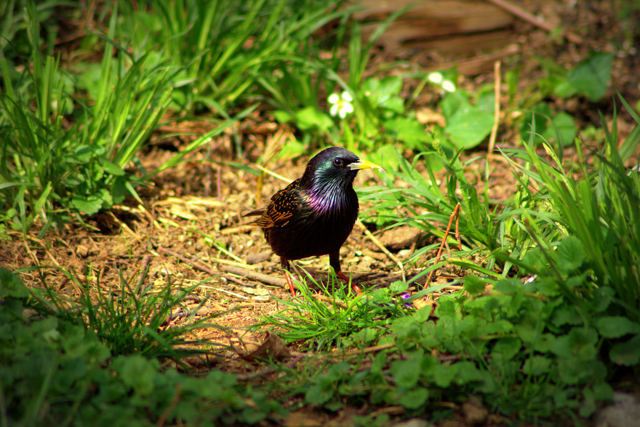Canon EOS 100D (EOS Rebel SL1 / EOS Kiss X7) sample photo. Starling photography