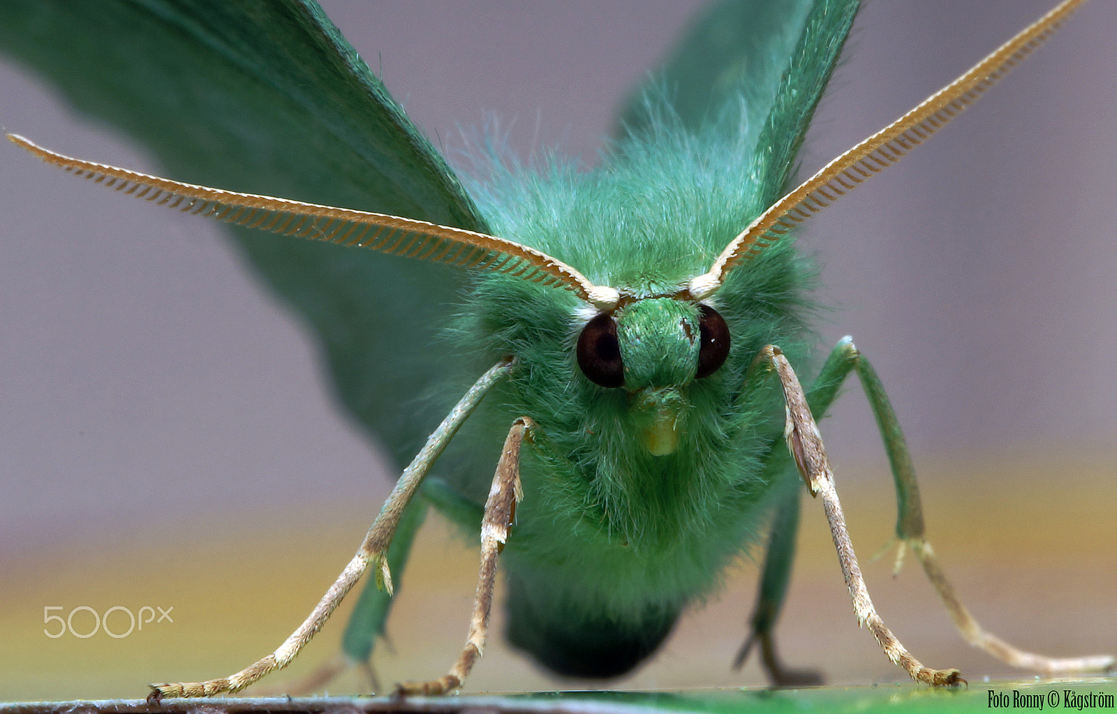 Sony a99 II + 90mm F2.8 Macro SSM sample photo. Geometra papilionaria photography