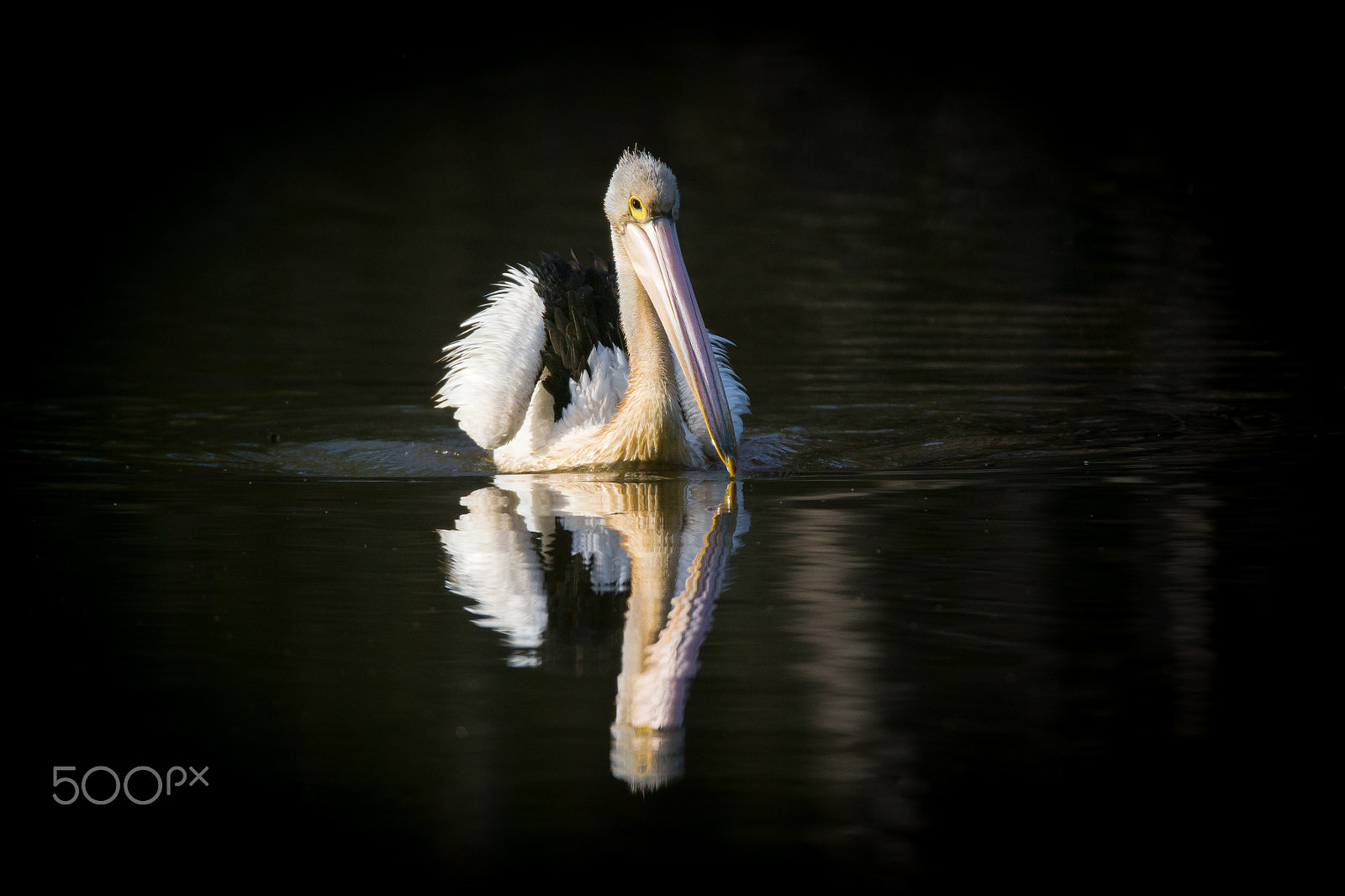 Canon EF 600mm F4L IS USM sample photo. Reflection photography