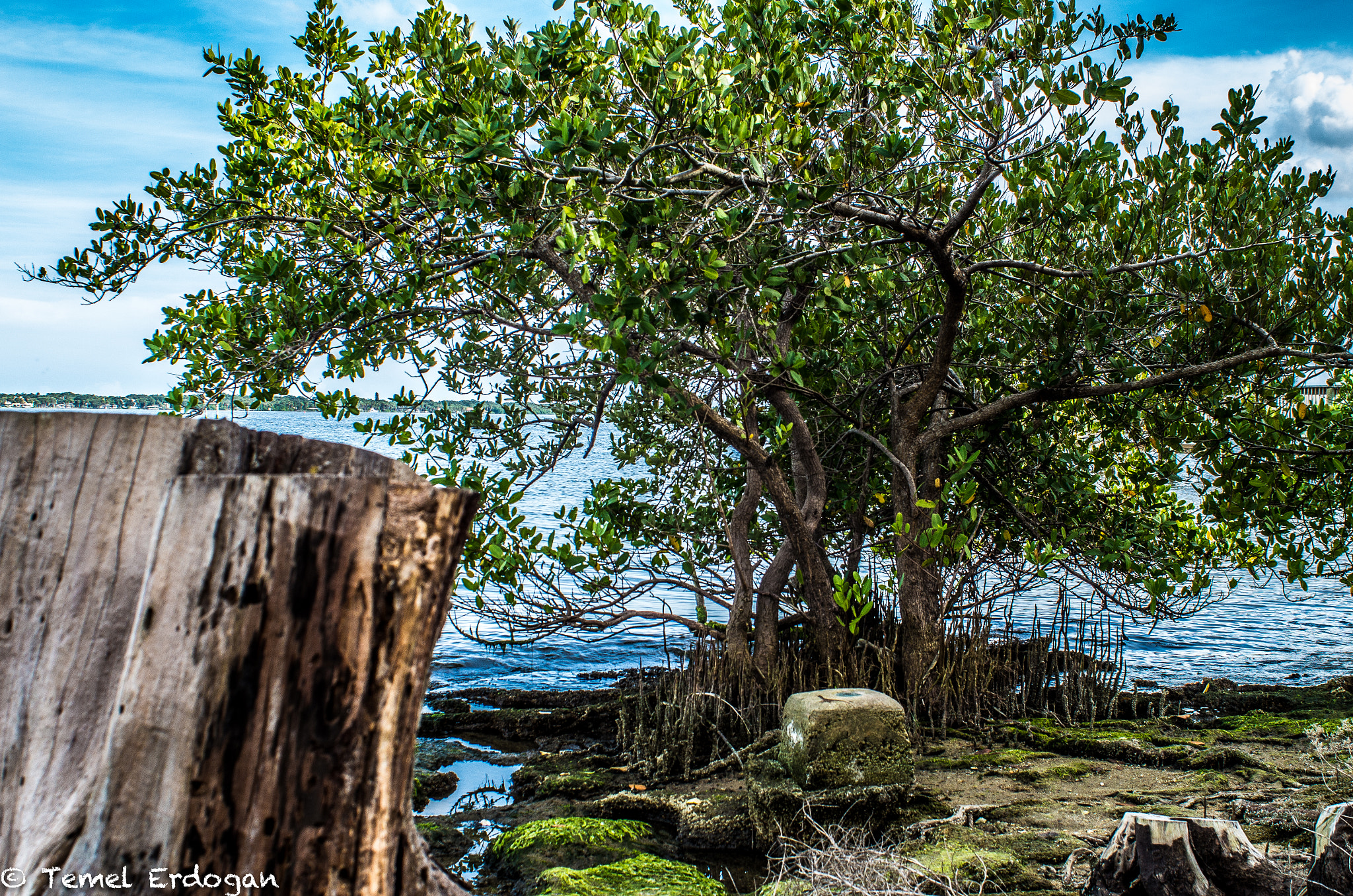 Pentax K-30 + A Series Lens sample photo. A stump by the river photography