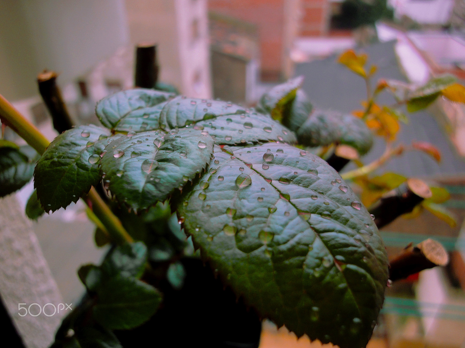 Sony Cyber-shot DSC-WX1 sample photo. Leaves and rain drops photography