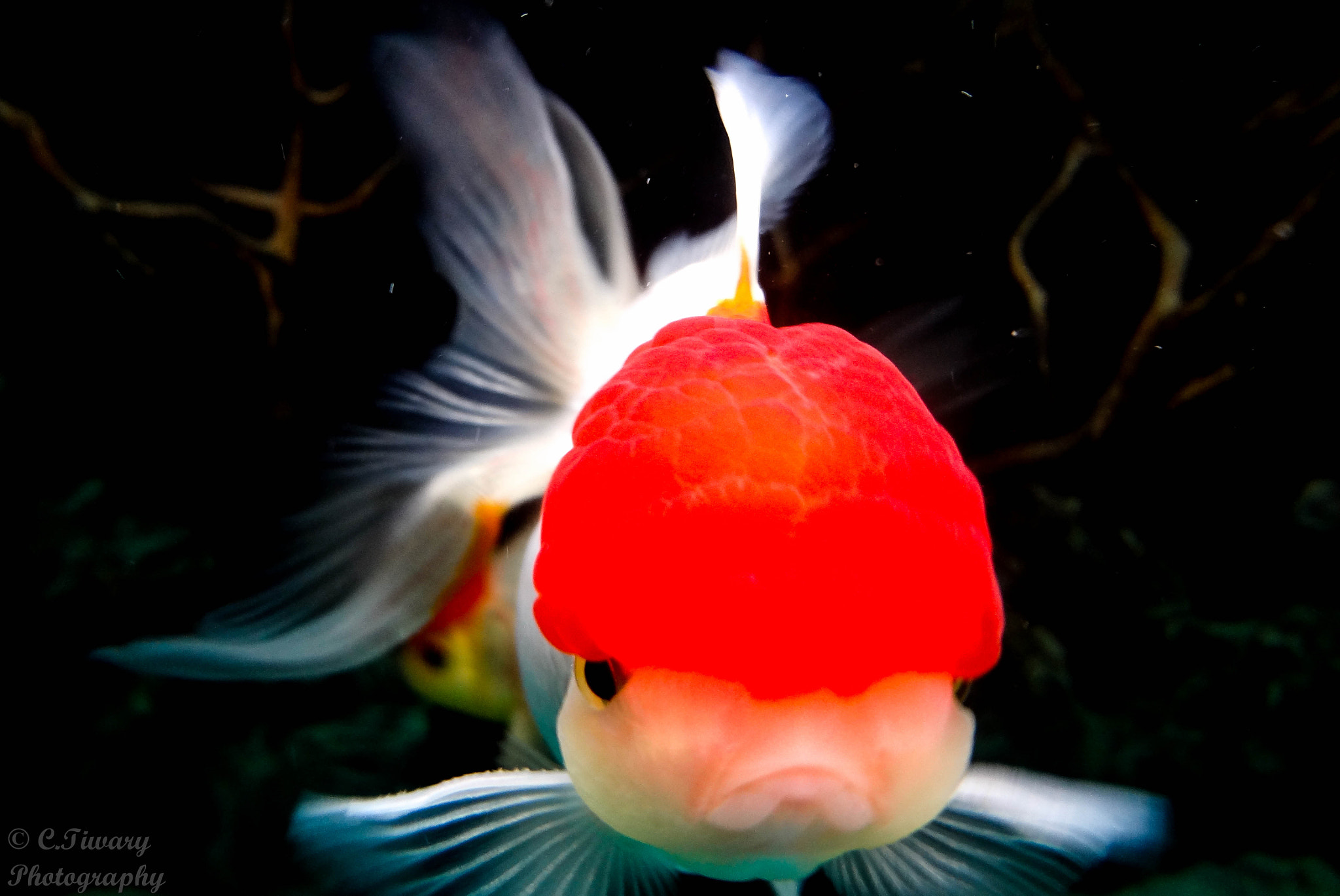 Sony DSC-WX9 sample photo. Its fishy... photography