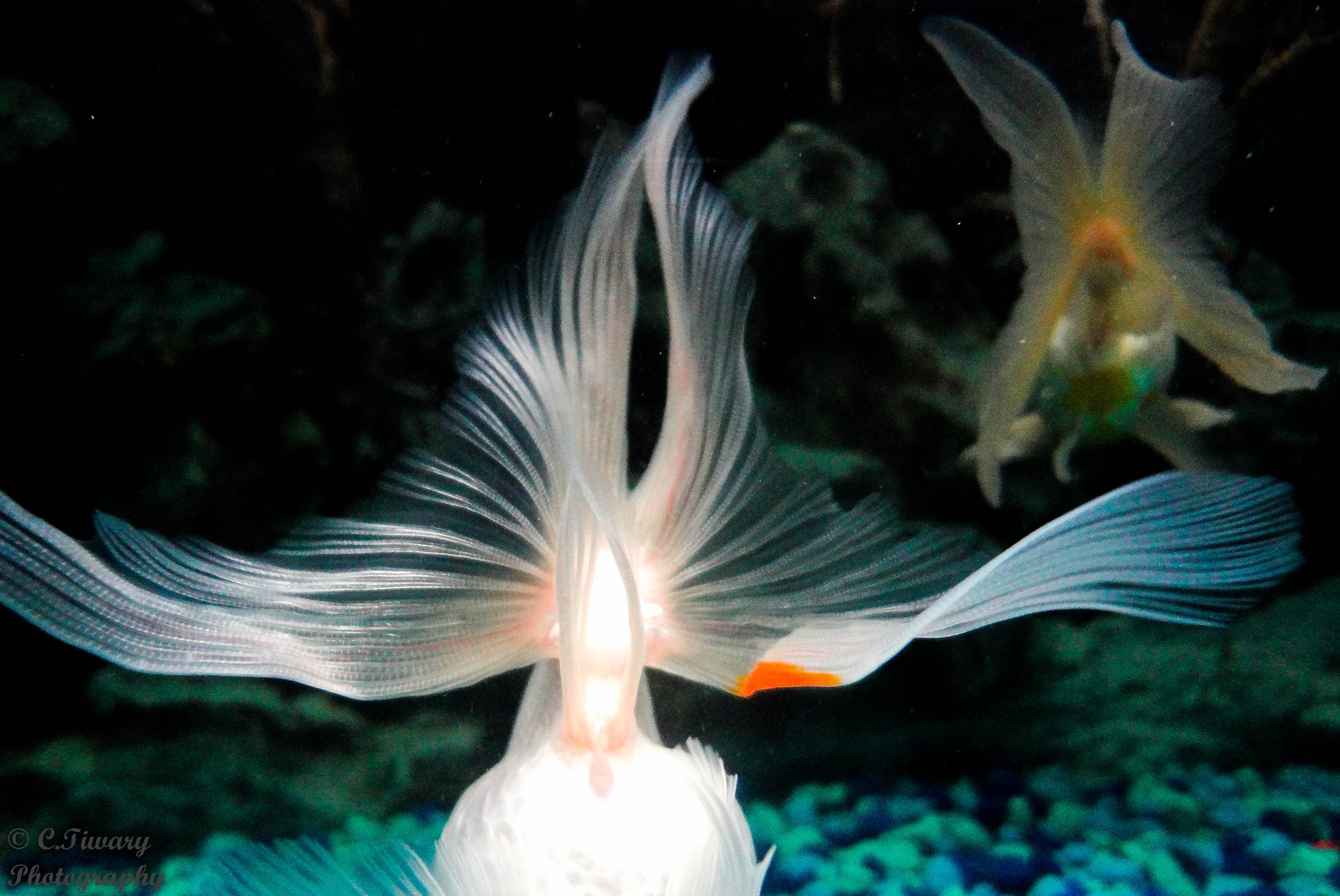 Sony DSC-WX9 sample photo. Its fishy... photography