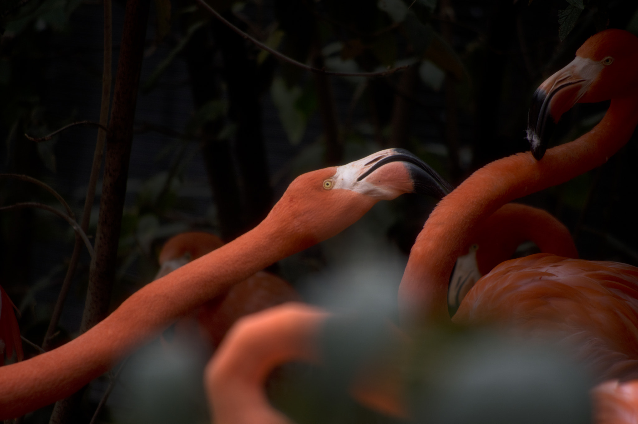 HD Pentax DA 55-300mm F4.0-5.8 ED WR sample photo. The altercation photography