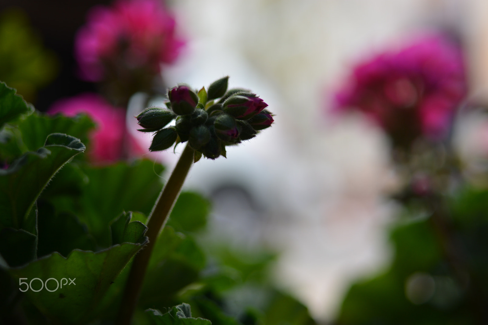 Nikon D5200 + Nikon AF Nikkor 35mm F2D sample photo. Geranium photography