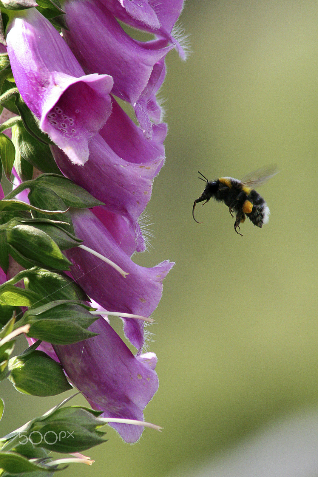 Canon 75.0-300.0 mm sample photo. Bumble bee flying into pink lupins, series. photography