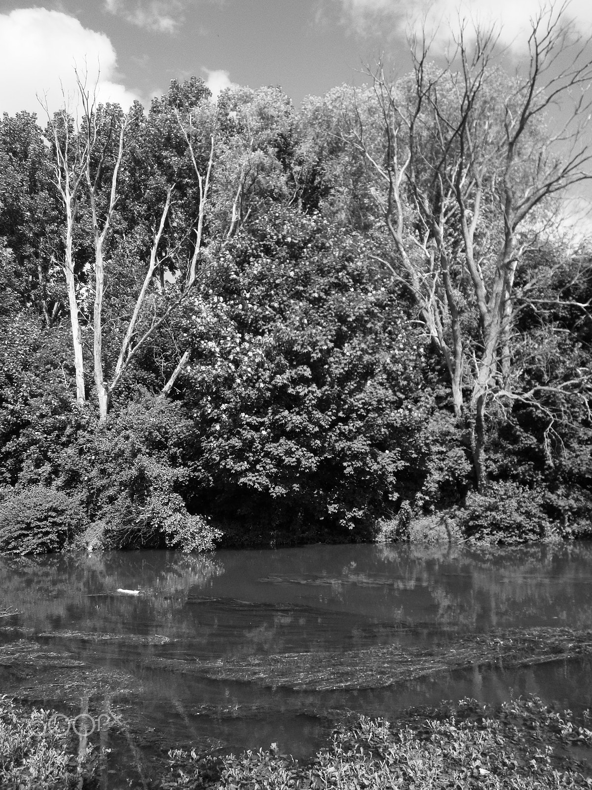 Olympus VG130,D710 sample photo. 2 trees photography