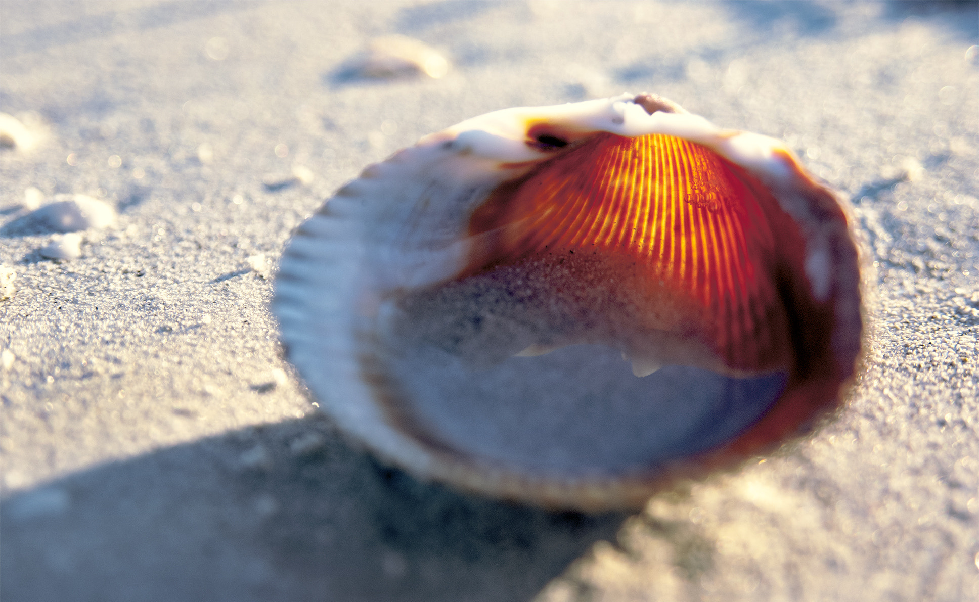 AF Zoom-Nikkor 28-105mm f/3.5-4.5D IF sample photo. Sanibel shell photography