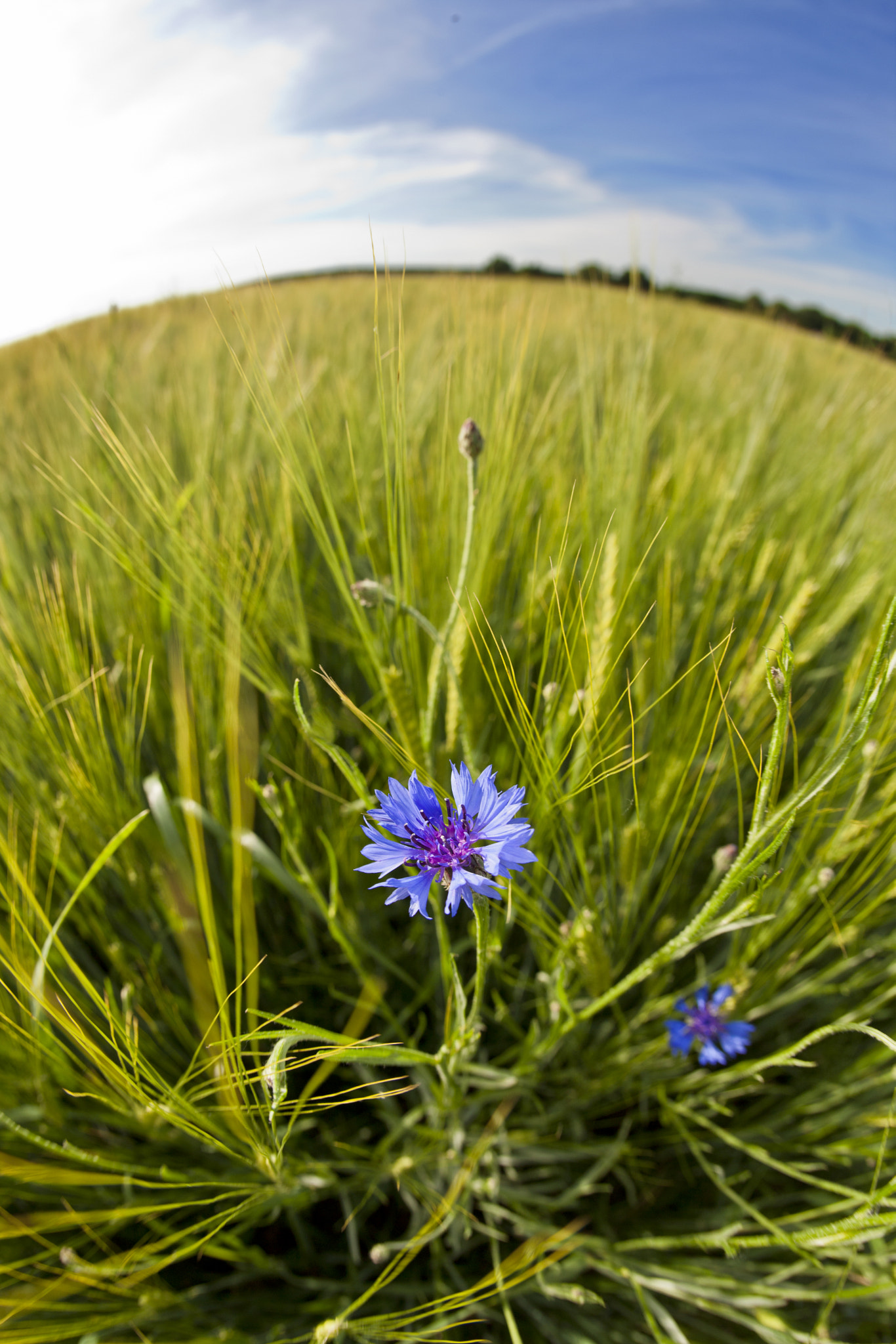 Canon EF 15mm F2.8 Fisheye sample photo. Corn flower in field photography