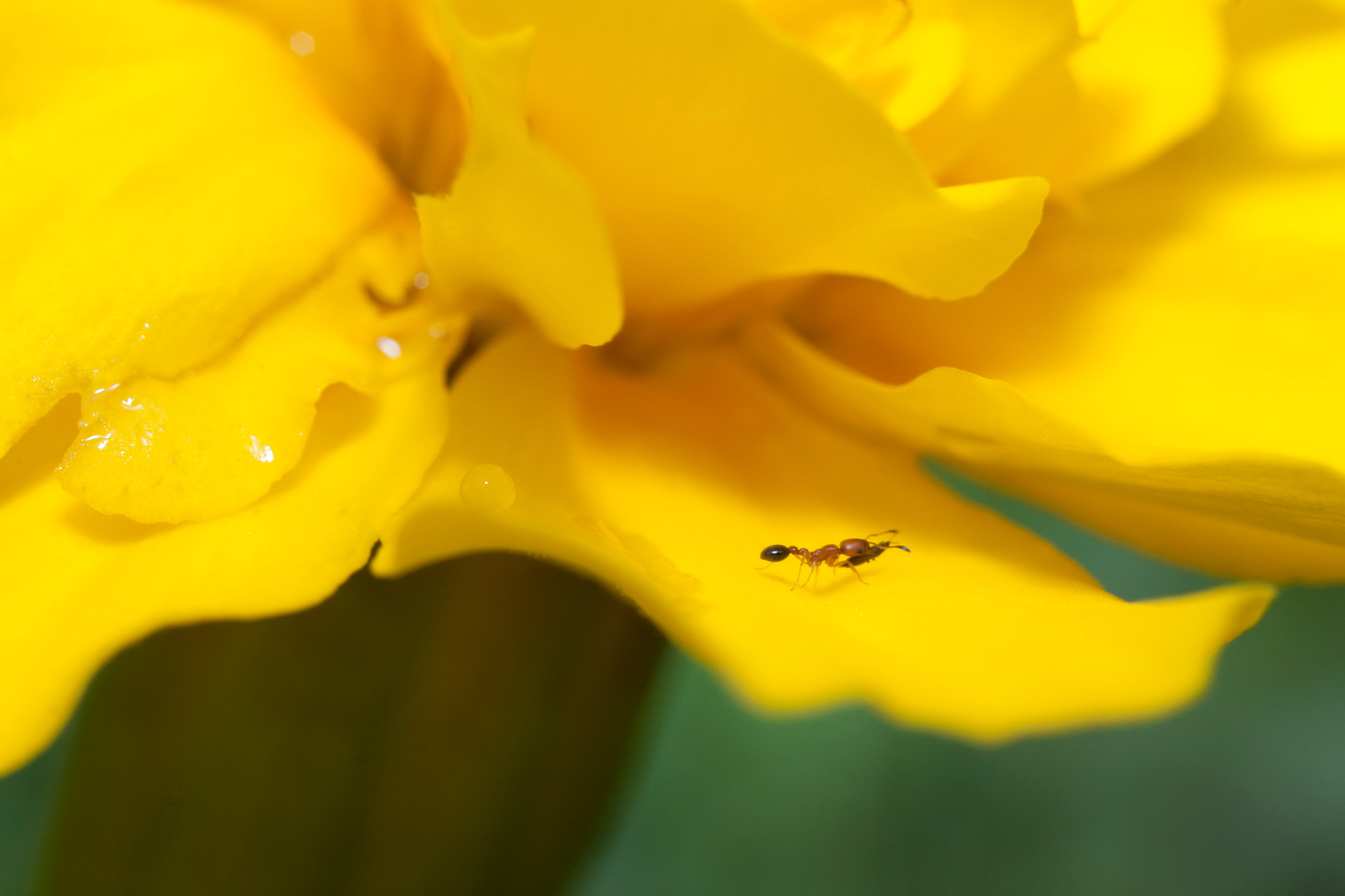 Canon MP-E 65mm F2.5 1-5x Macro Photo sample photo. Ant photography