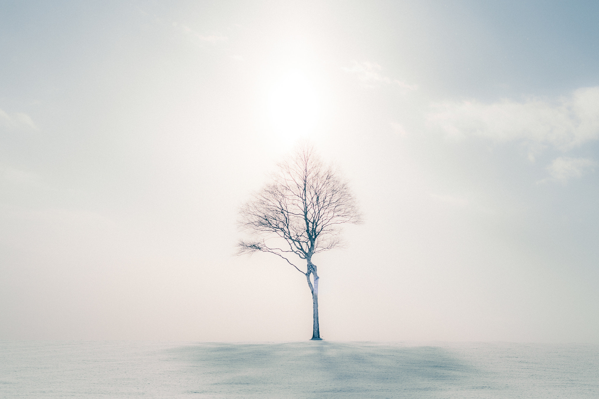 ZEISS Makro-Planar T* 50mm F2 sample photo. White field photography