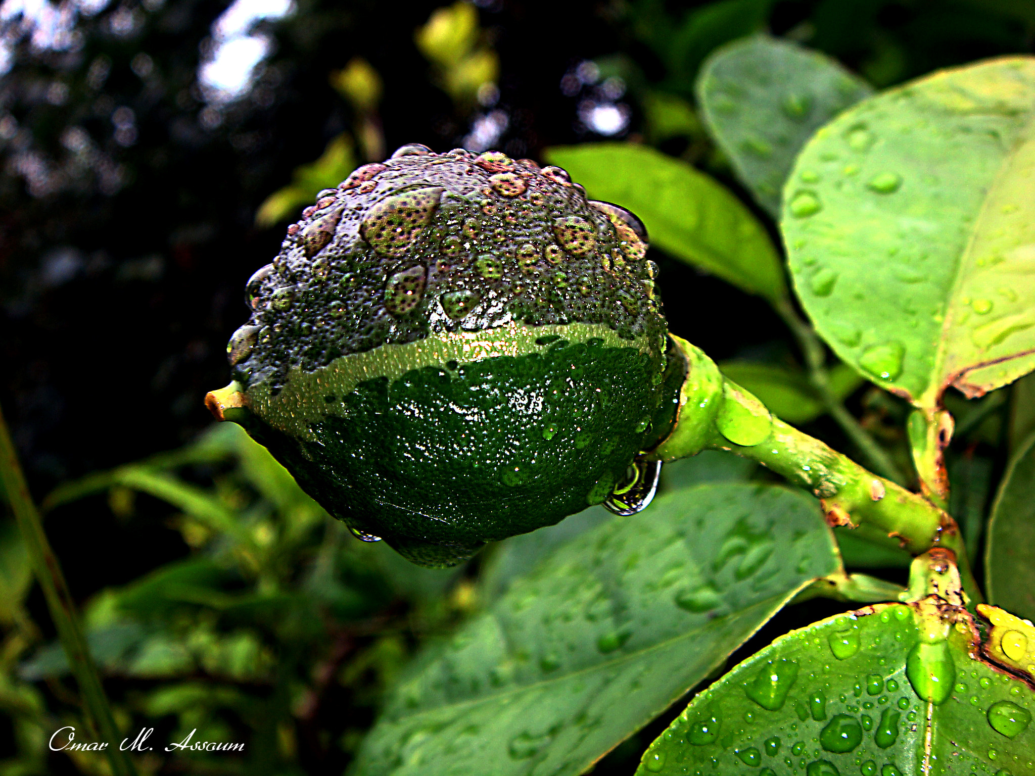 Sony DSC-T20 sample photo. Lemon drops photography