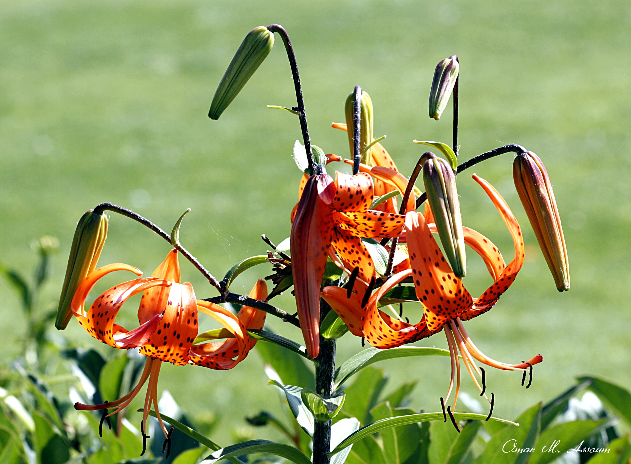 Canon EF 75-300mm F4.0-5.6 IS USM sample photo. Garden lilies photography