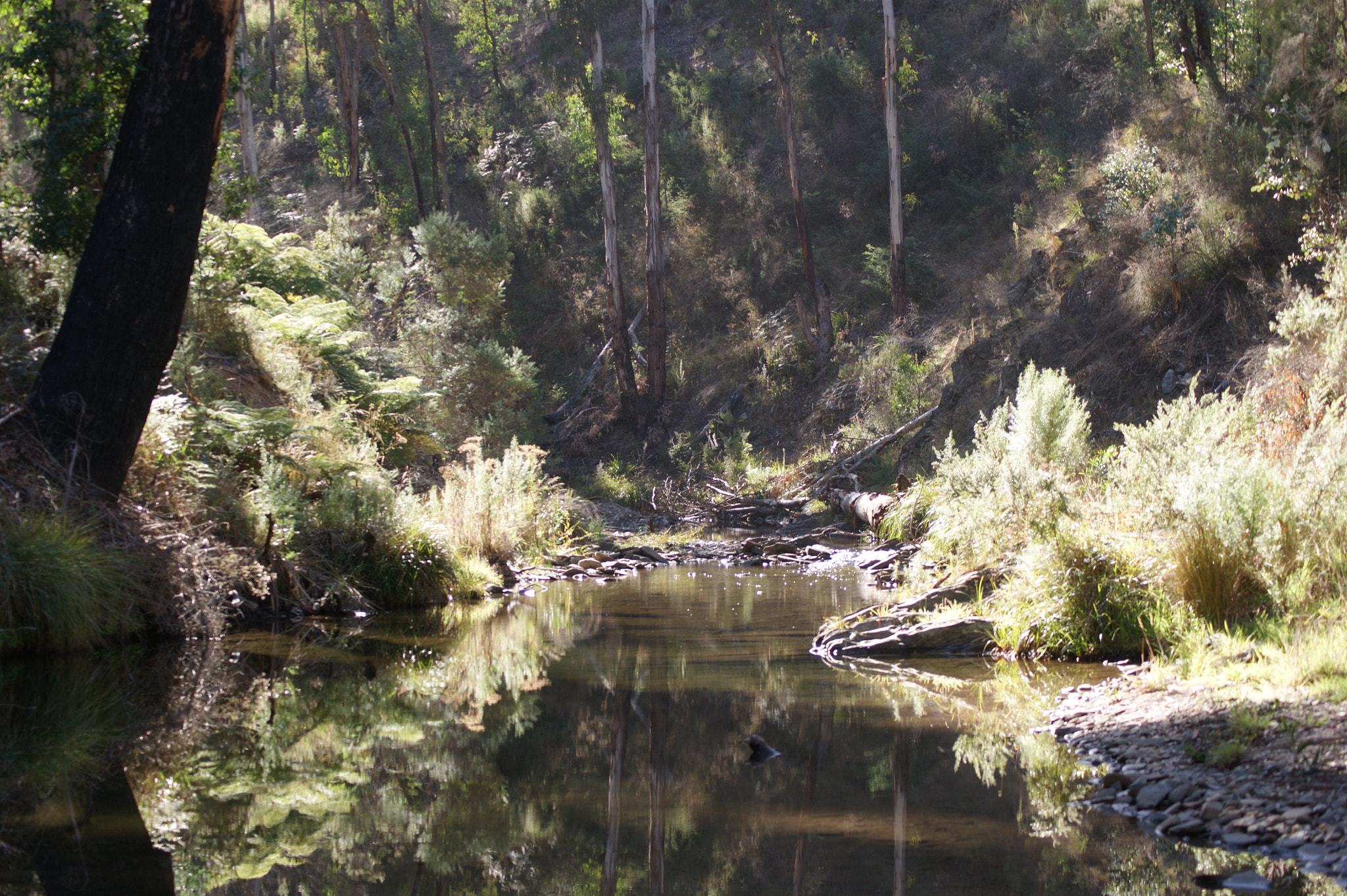 Sony Alpha DSLR-A390 sample photo. The victorian high country: a photographic journey photography