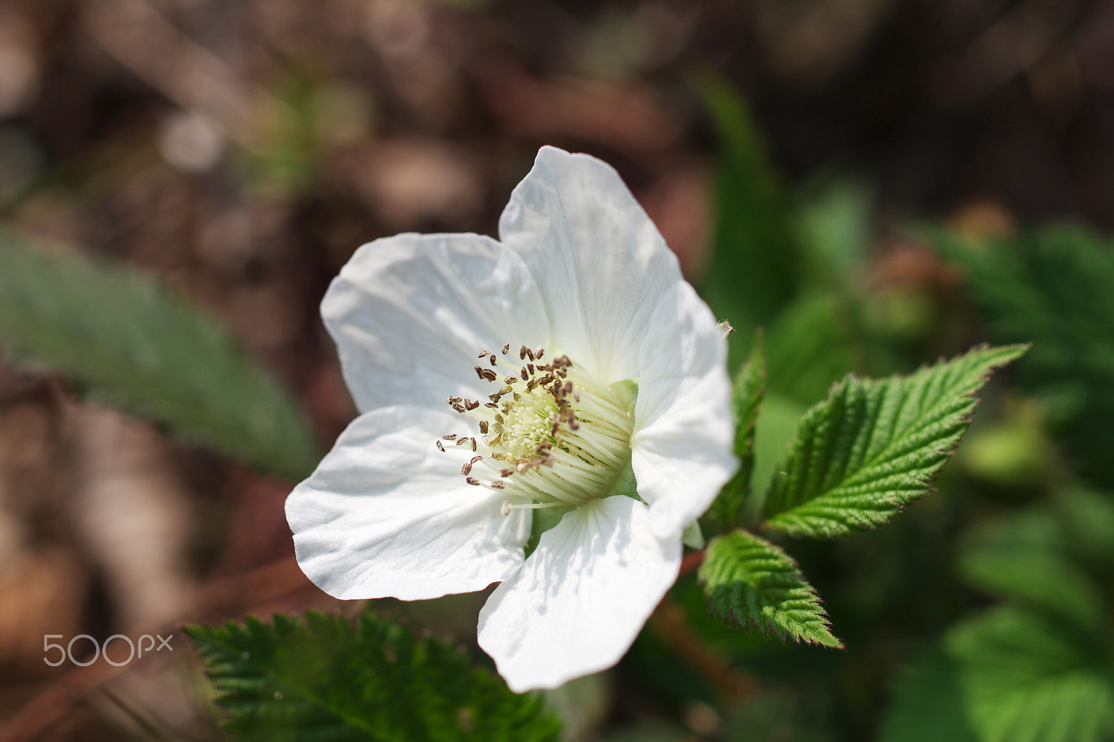 HD Pentax DA 35mm F2.8 Macro Limited sample photo. Flower photography