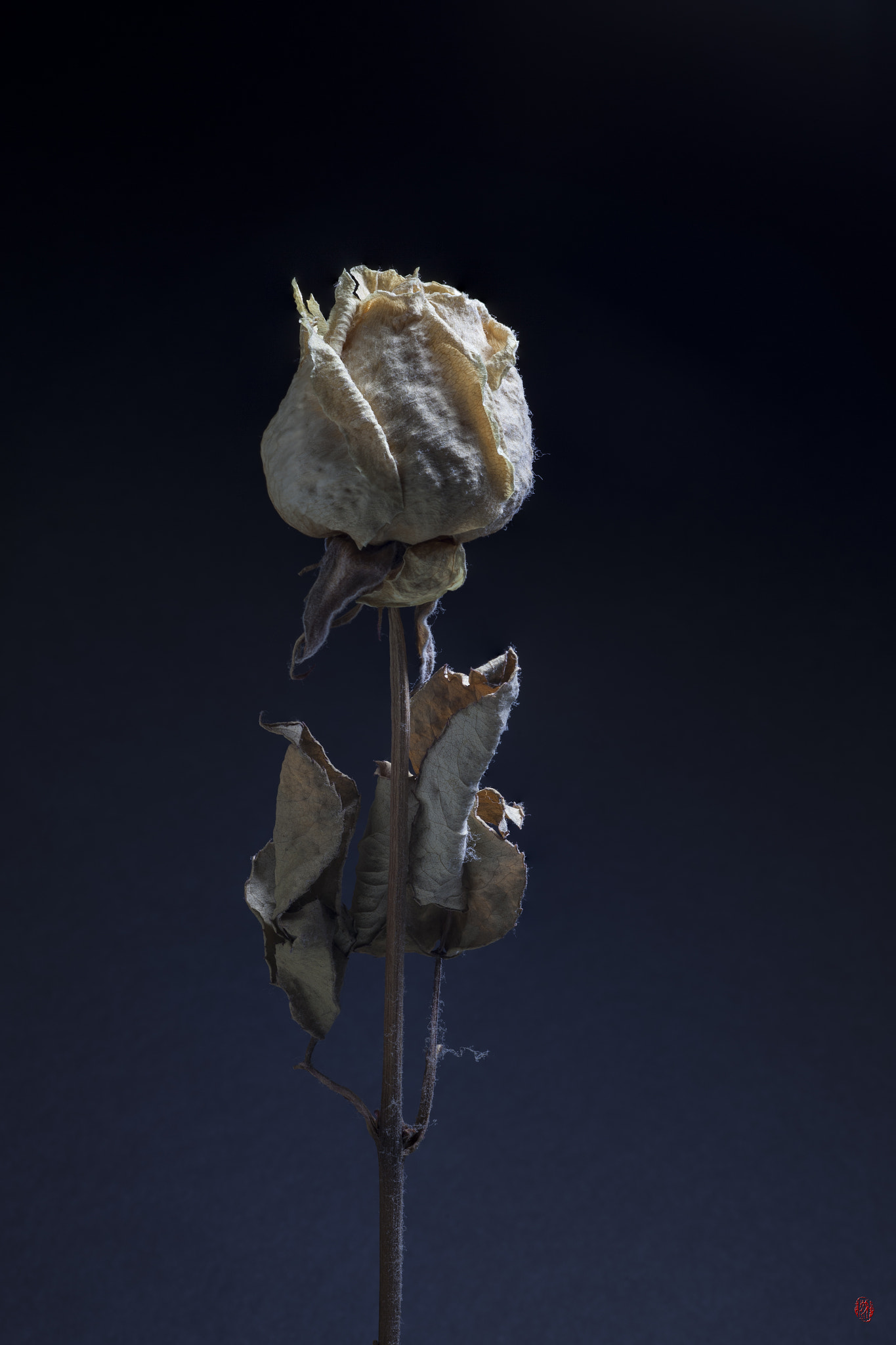 Canon EF 100mm F2.8 Macro USM sample photo. My rose. 10 years old... photography