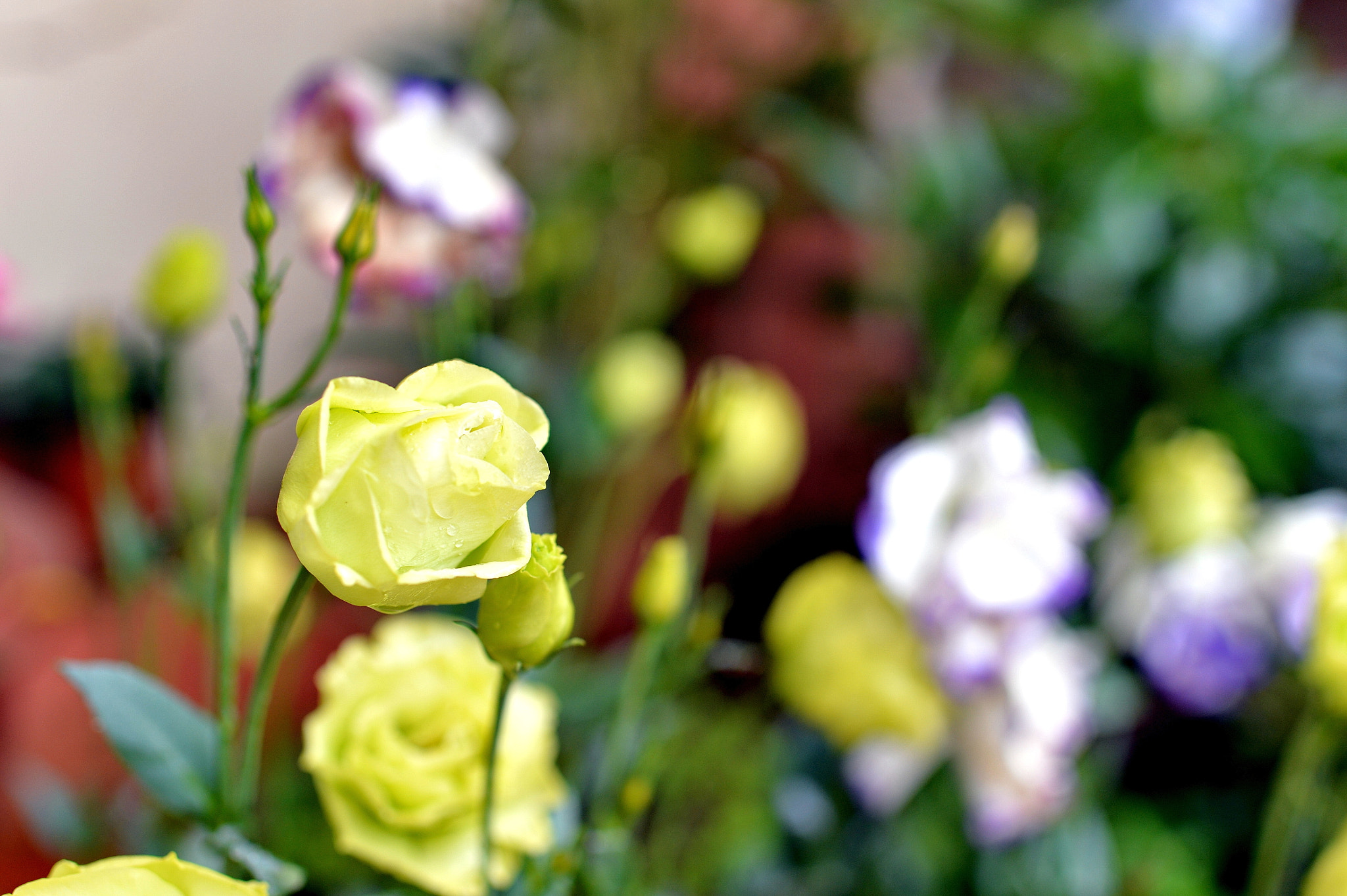 Nikon Df + Nikon AF-S Nikkor 35mm F1.4G sample photo. Yellow roses photography