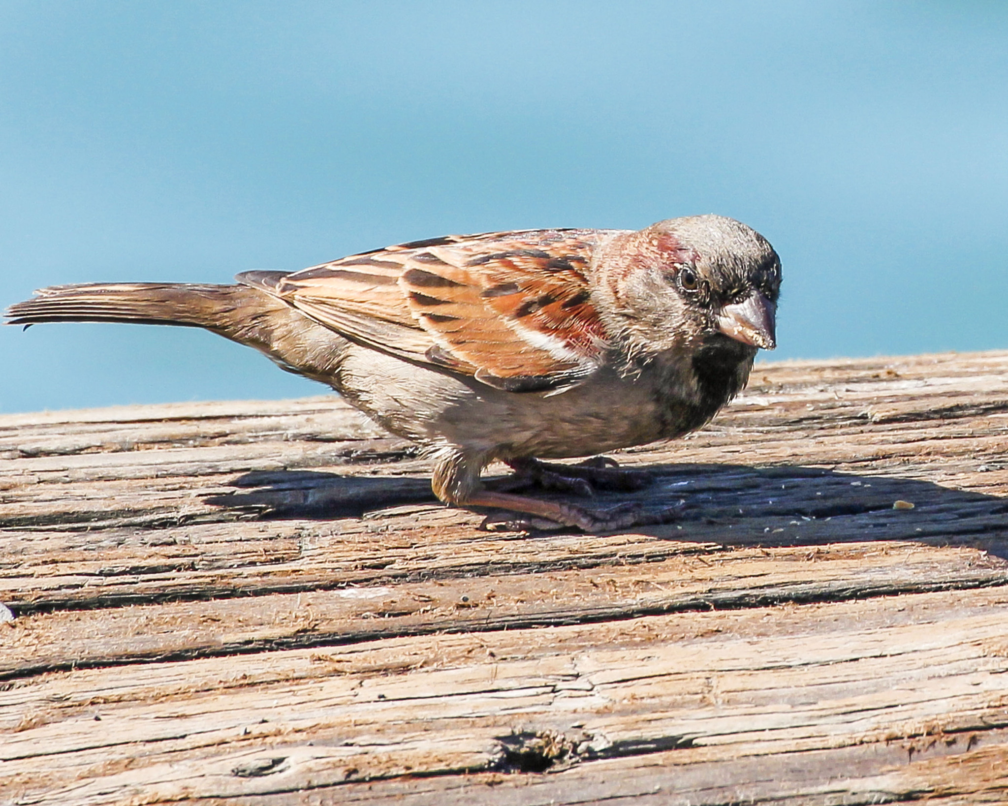 Canon EOS 550D (EOS Rebel T2i / EOS Kiss X4) + Canon EF 70-300mm F4-5.6L IS USM sample photo. House finch photography