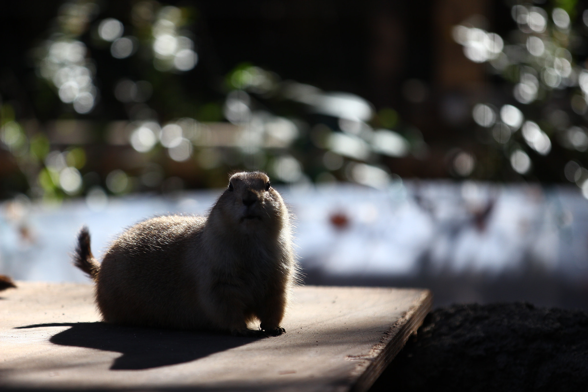 Canon EOS 600D (Rebel EOS T3i / EOS Kiss X5) sample photo. (don't) look me photography