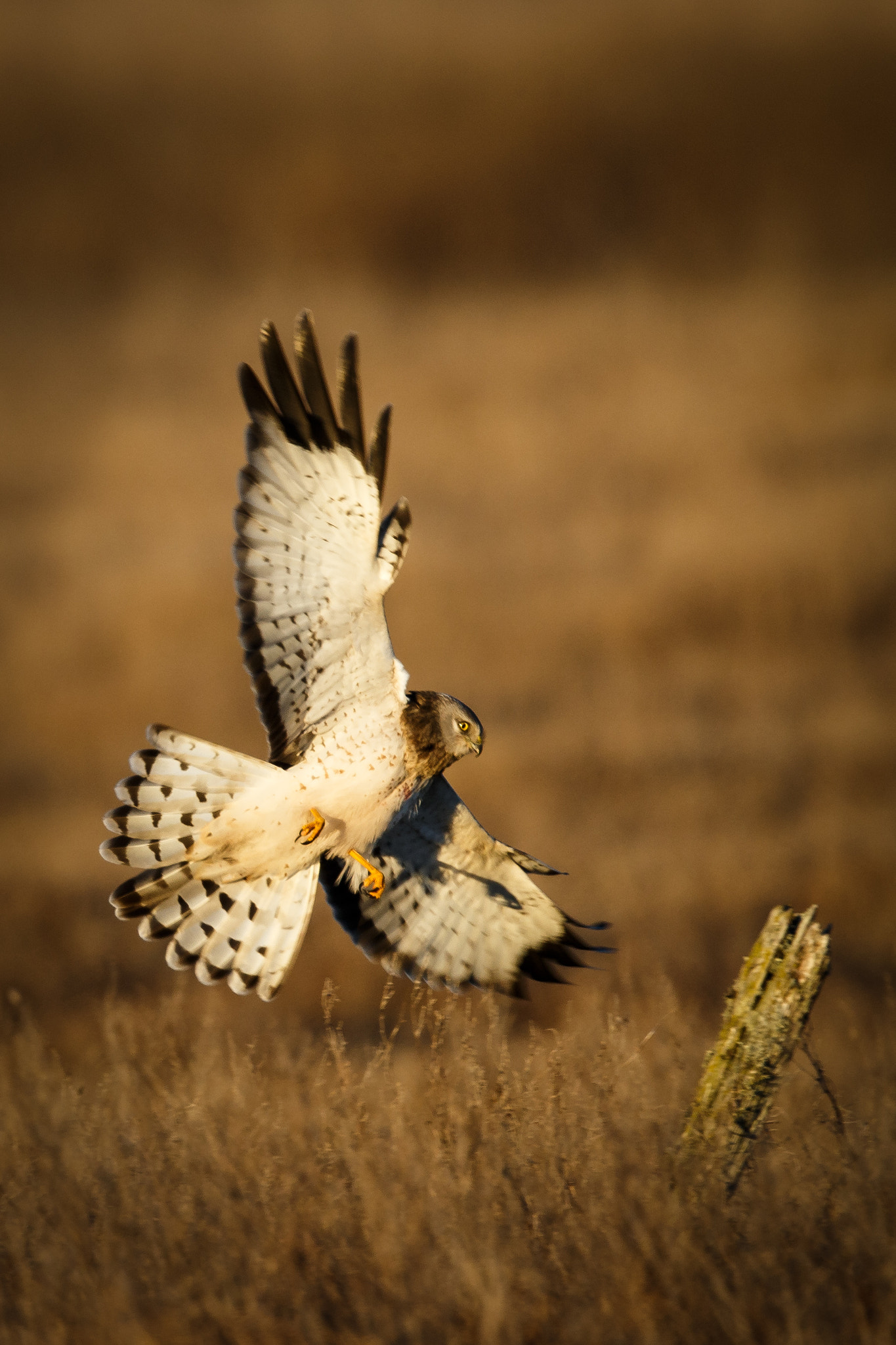 Canon EOS-1D X + Canon EF 500mm F4L IS II USM sample photo. Northern harrier photography