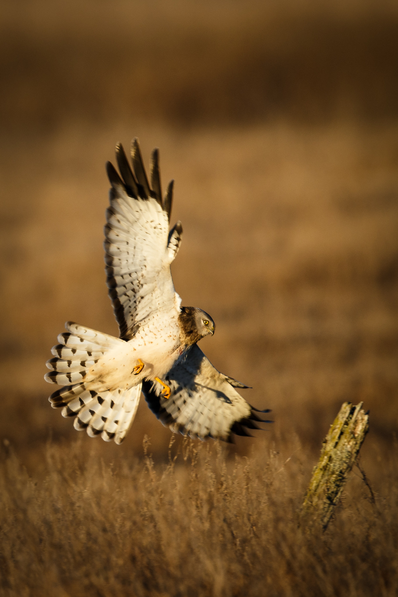 Canon EF 500mm F4L IS II USM sample photo. Northern harrier photography