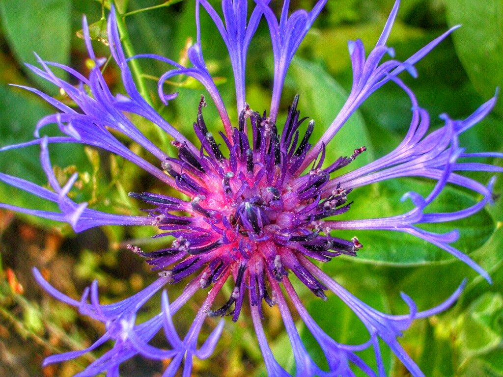 Pentax OPTIO S4I sample photo. Purple weed photography