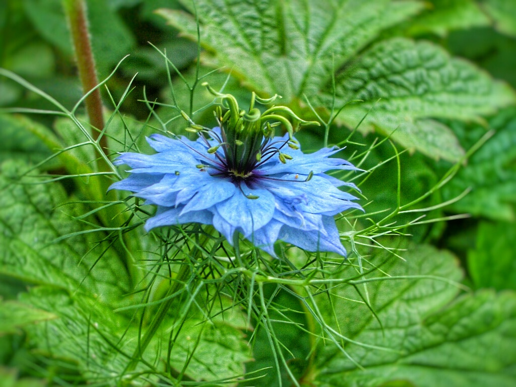 Pentax OPTIO S4I sample photo. Blue fuzz photography