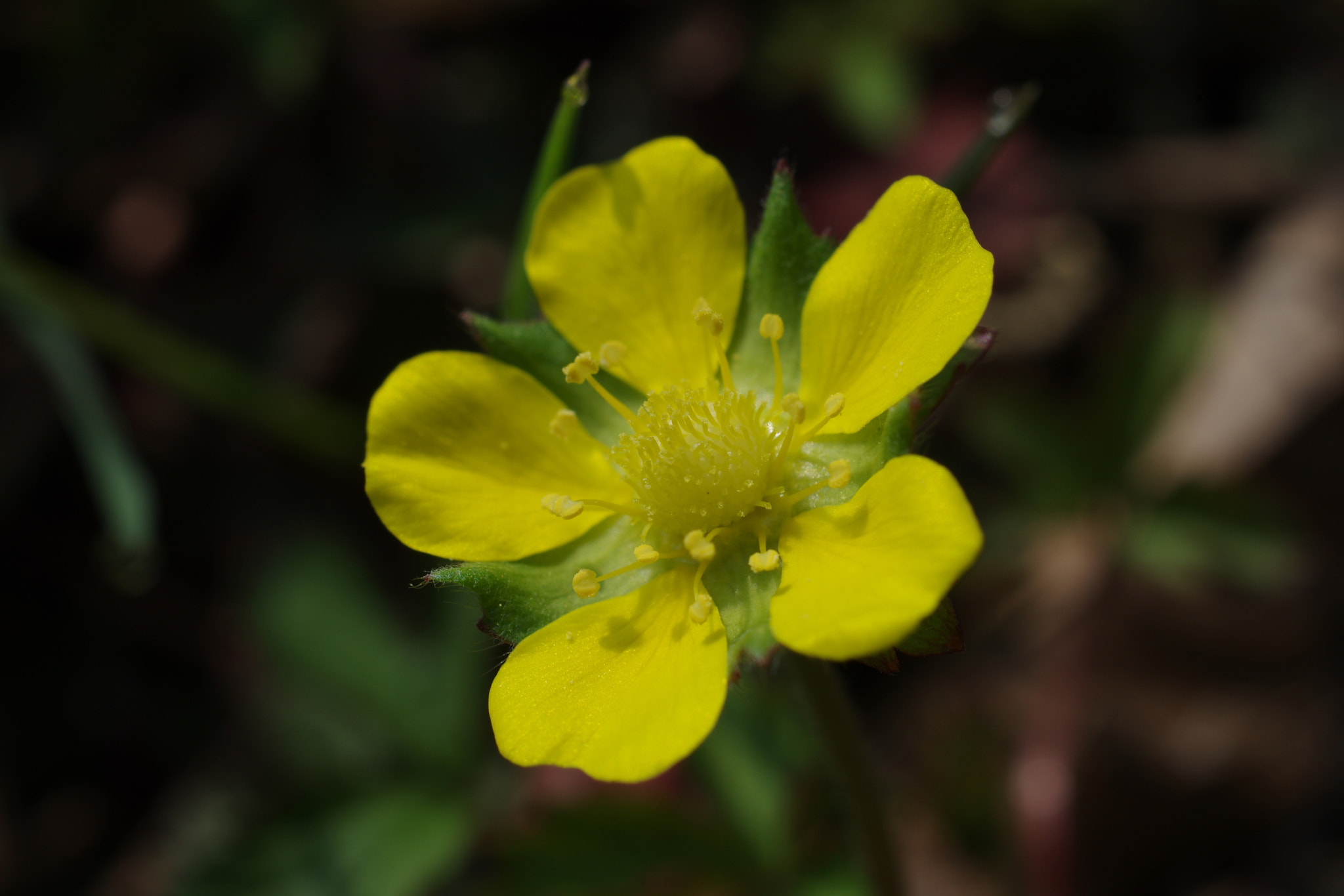 HD Pentax DA 35mm F2.8 Macro Limited sample photo. Flower photography