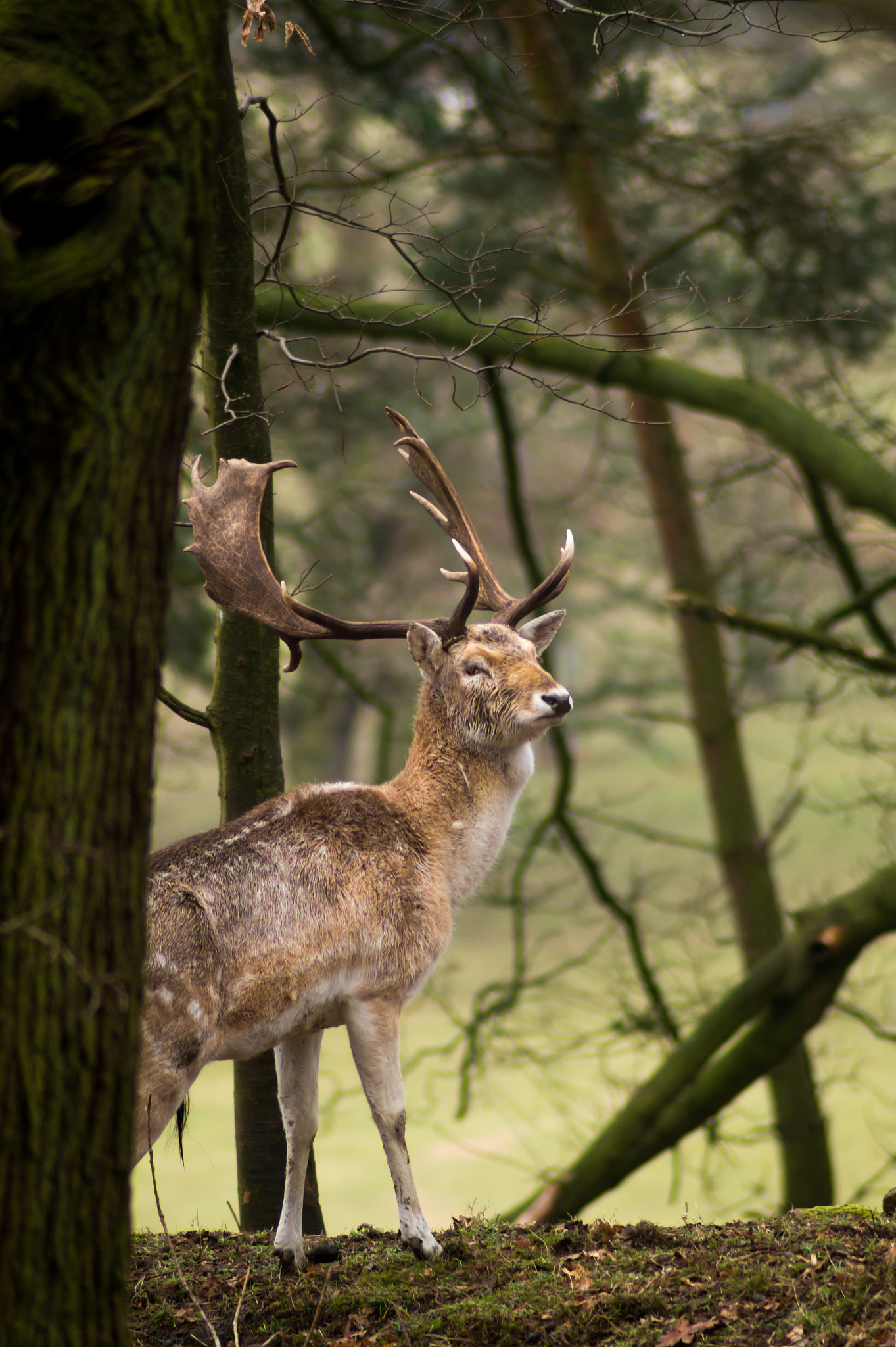 Sony SLT-A58 + Tamron SP 24-70mm F2.8 Di VC USD sample photo. Stag in the woods photography