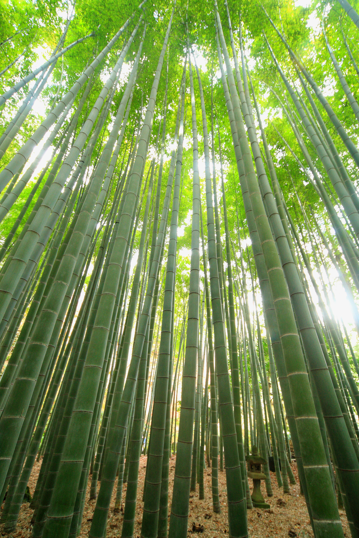 Canon EOS-1D Mark III sample photo. Bamboo photography