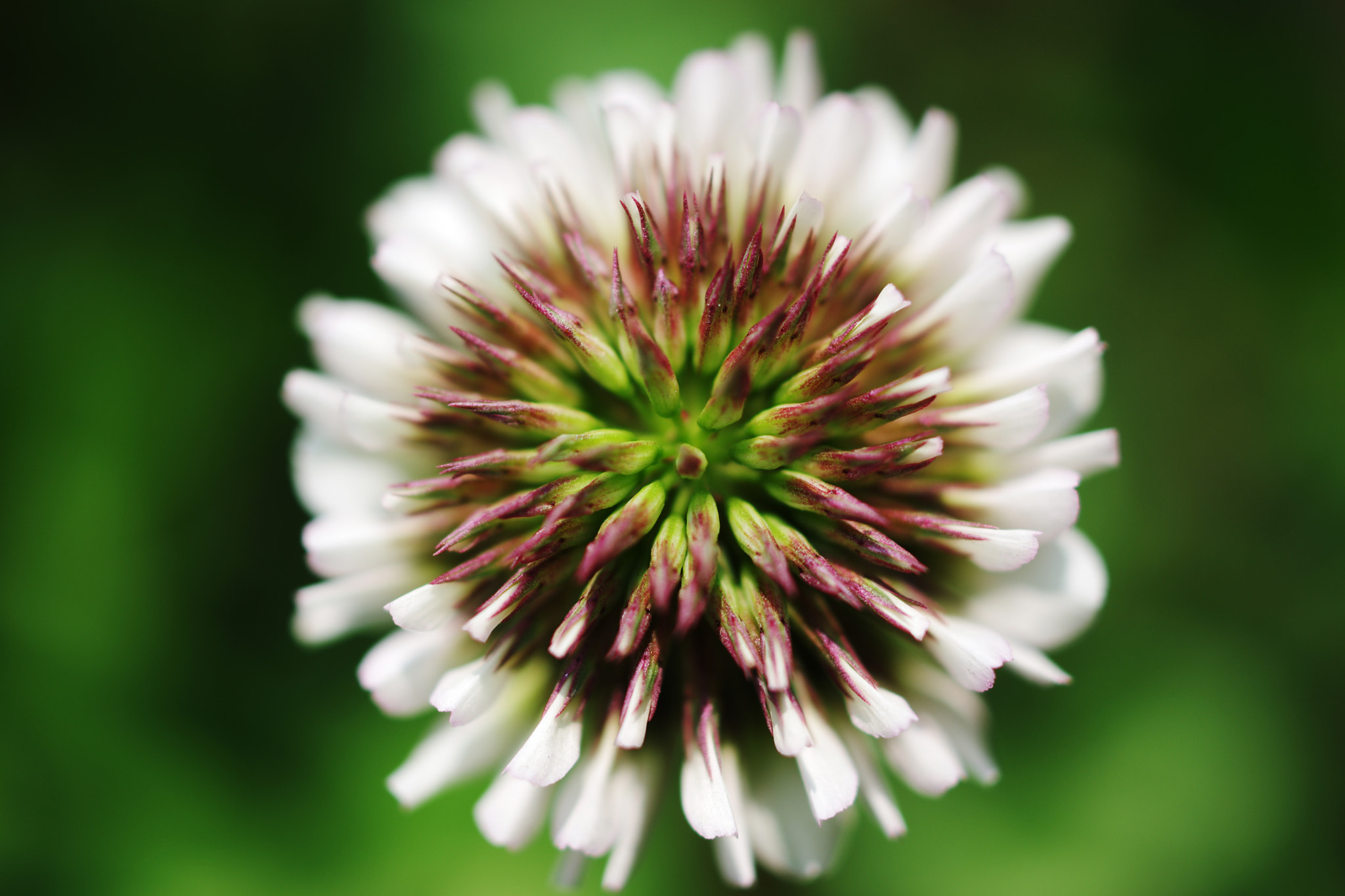 HD Pentax DA 35mm F2.8 Macro Limited sample photo. Moonflower maybe ^.^! photography