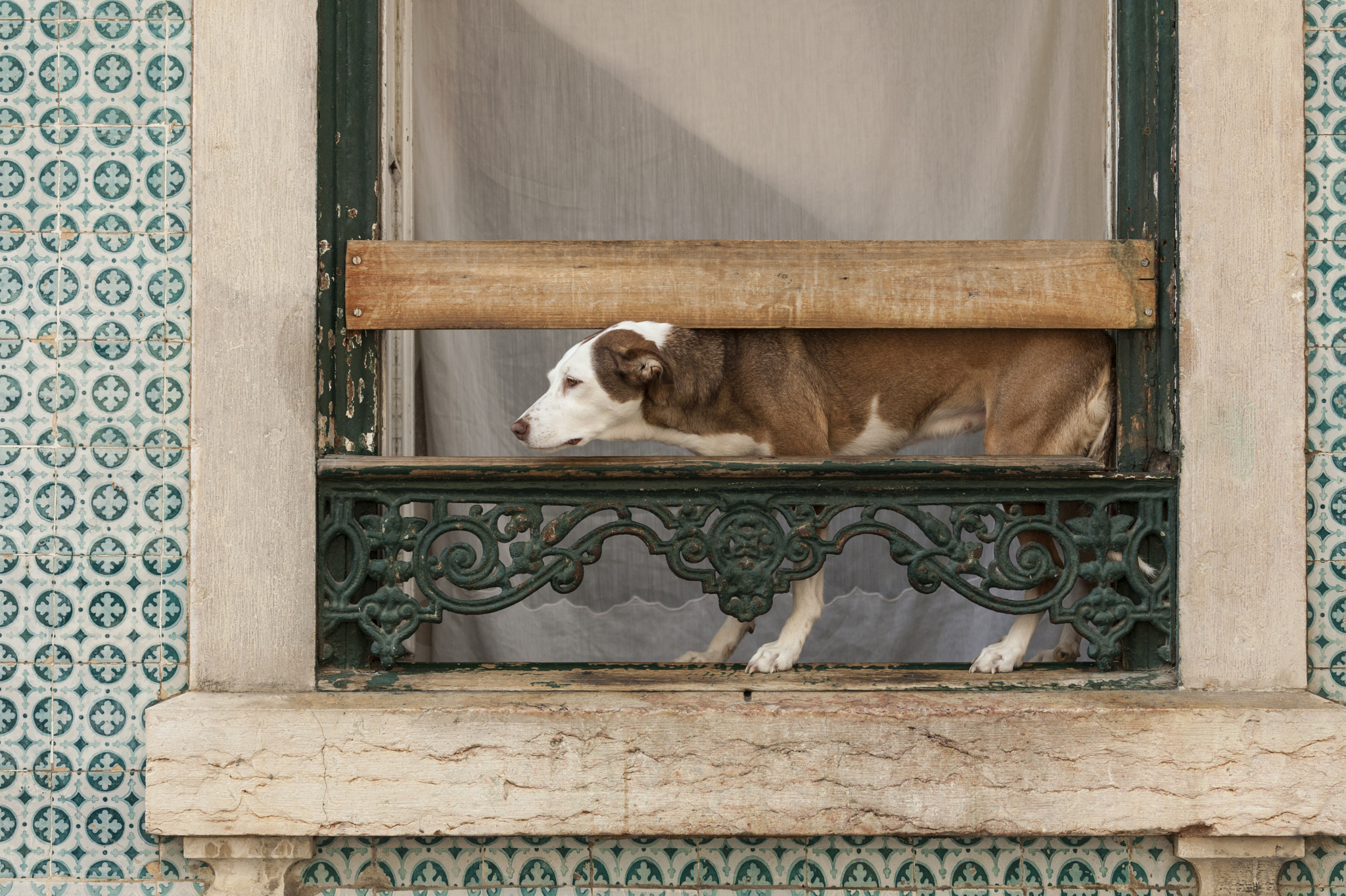 Canon EOS-1Ds Mark III + Canon EF 100-400mm F4.5-5.6L IS USM sample photo. Dog squeezed in window frame photography