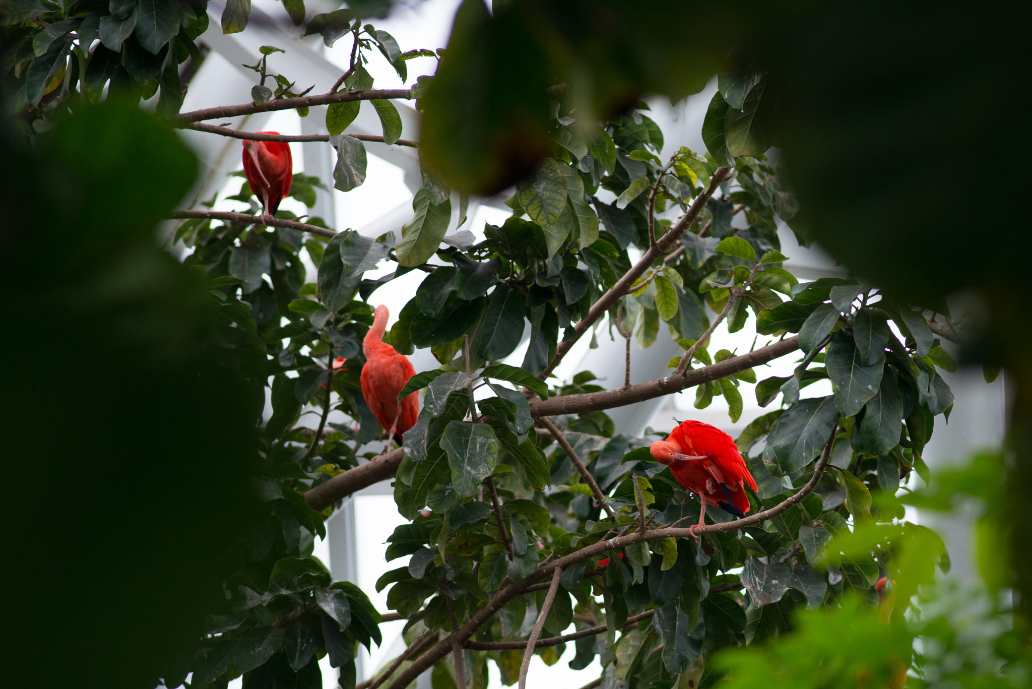 Nikon D800E + Nikon AF Nikkor 180mm F2.8D ED-IF sample photo. Moody garden photography