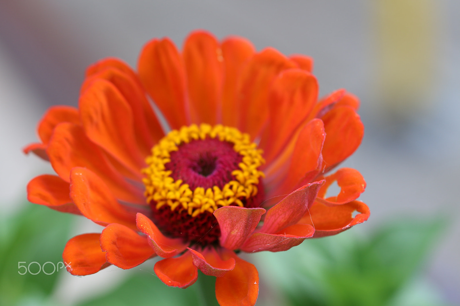 Canon EF 100mm F2.8L Macro IS USM sample photo